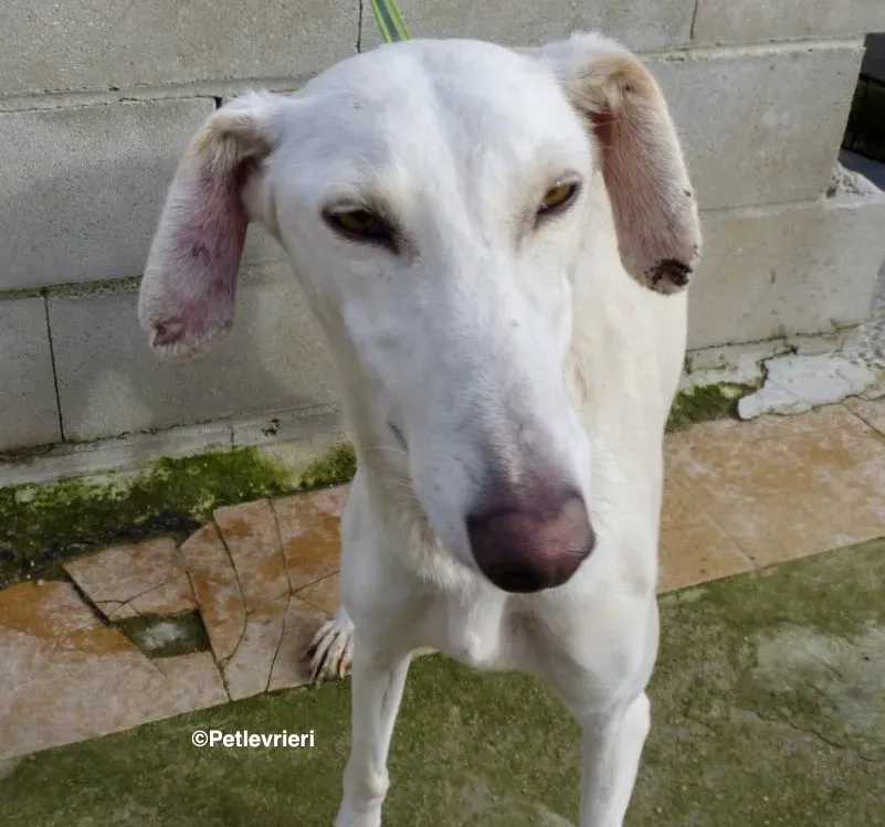 Emma adozione levrieri galgo 05