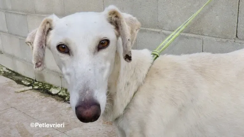 Emma adozione levrieri galgo 06
