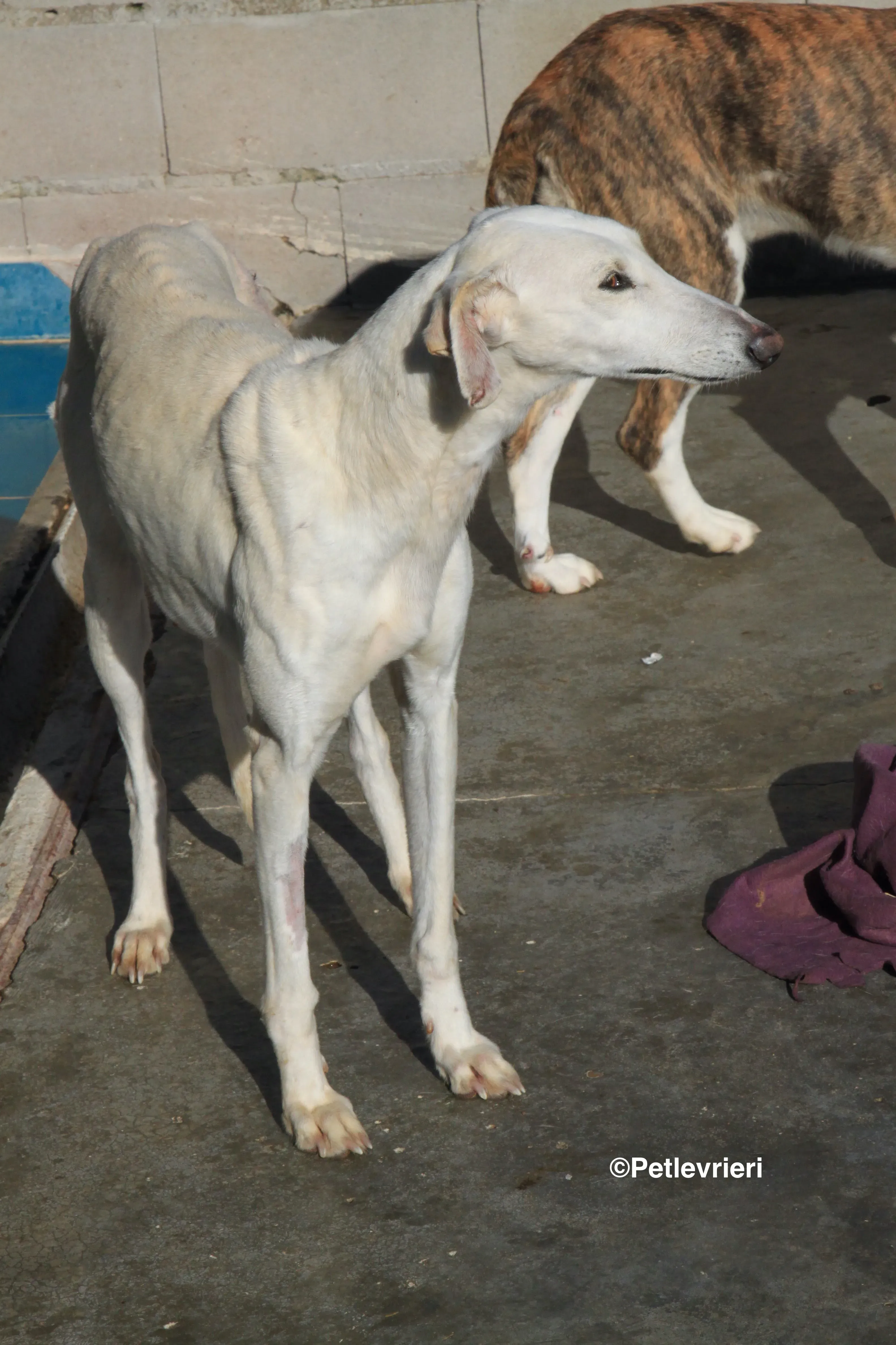 Emma adozione levrieri galgo 11