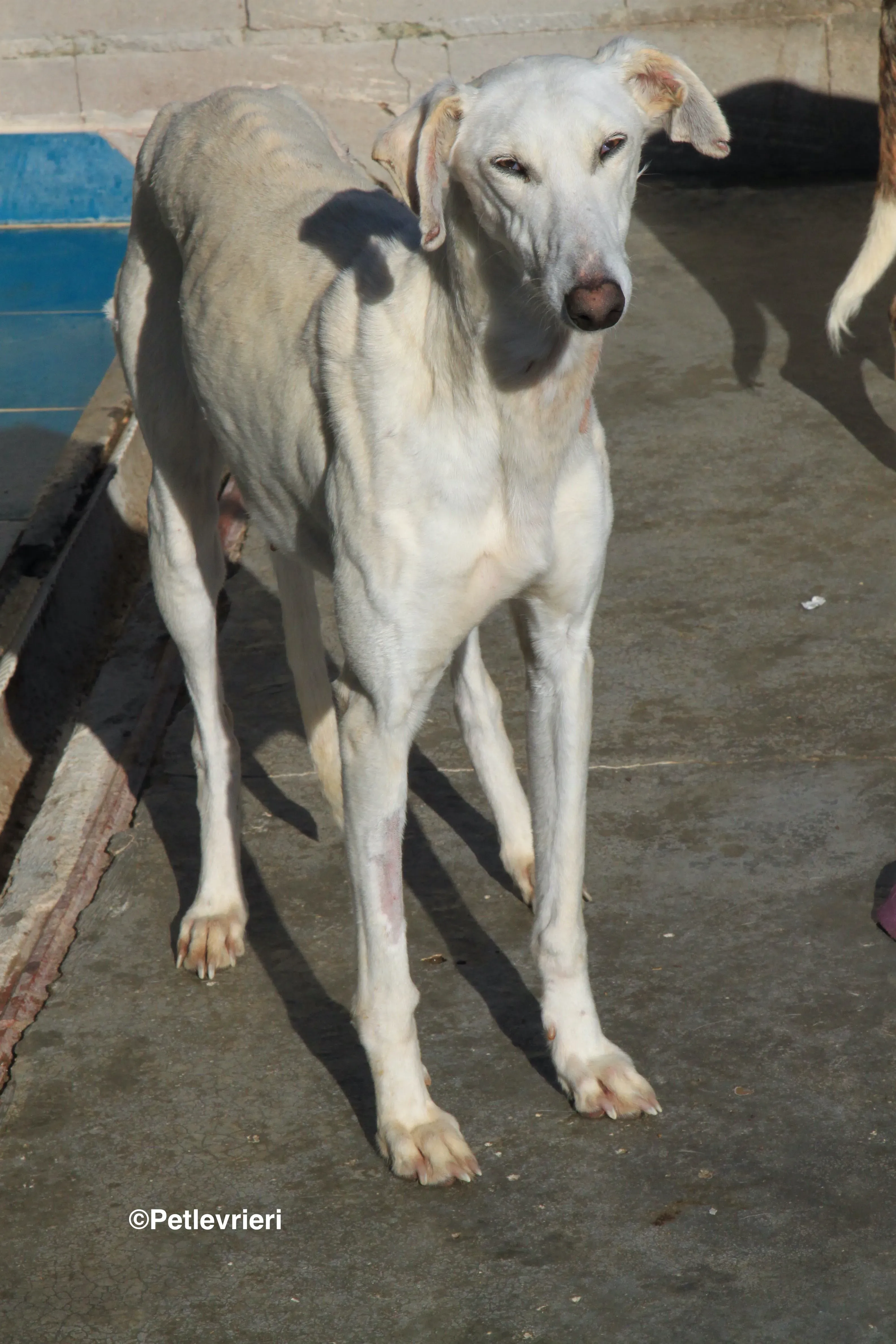 Emma adozione levrieri galgo 12