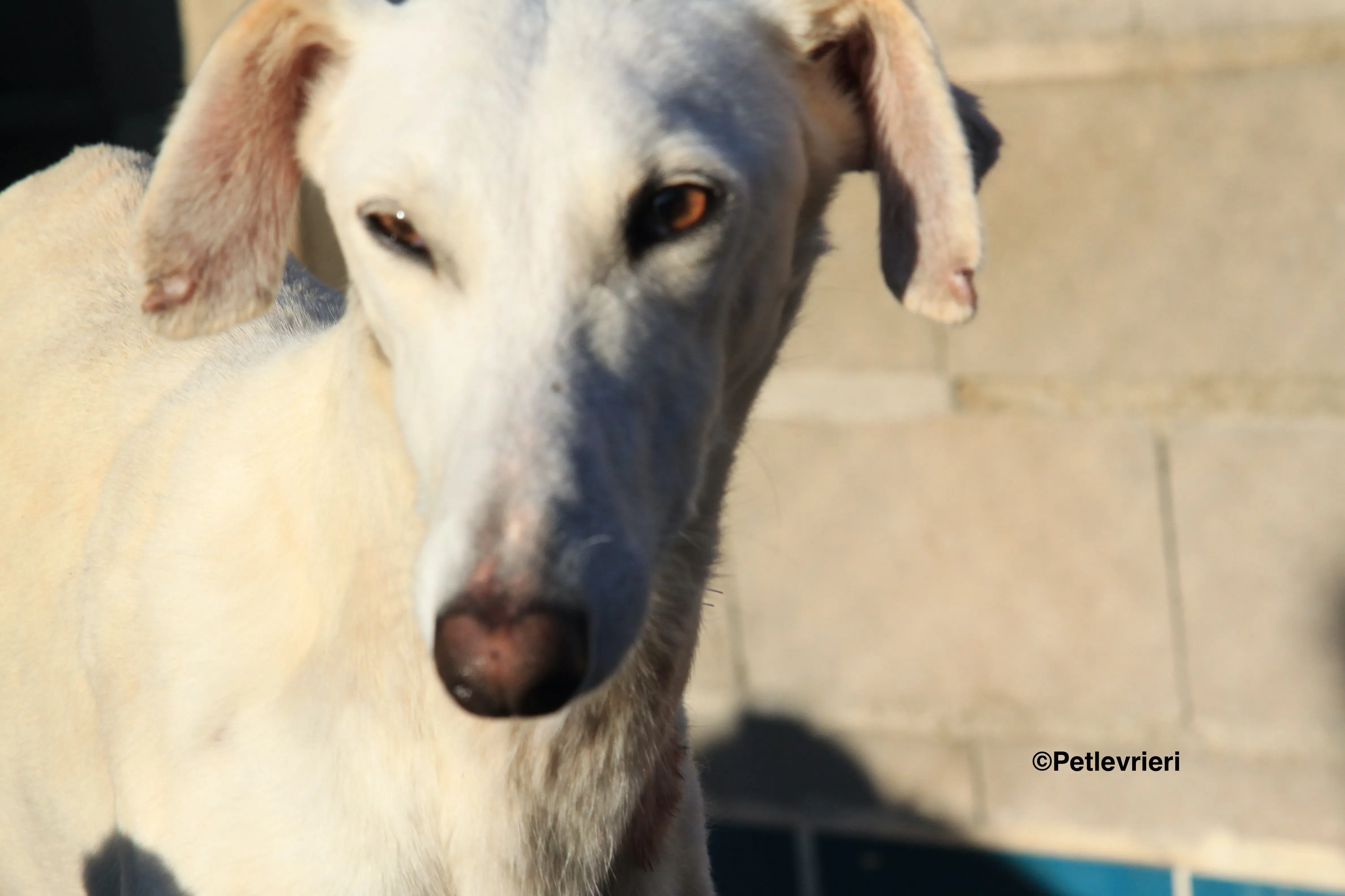 Emma adozione levrieri galgo 15