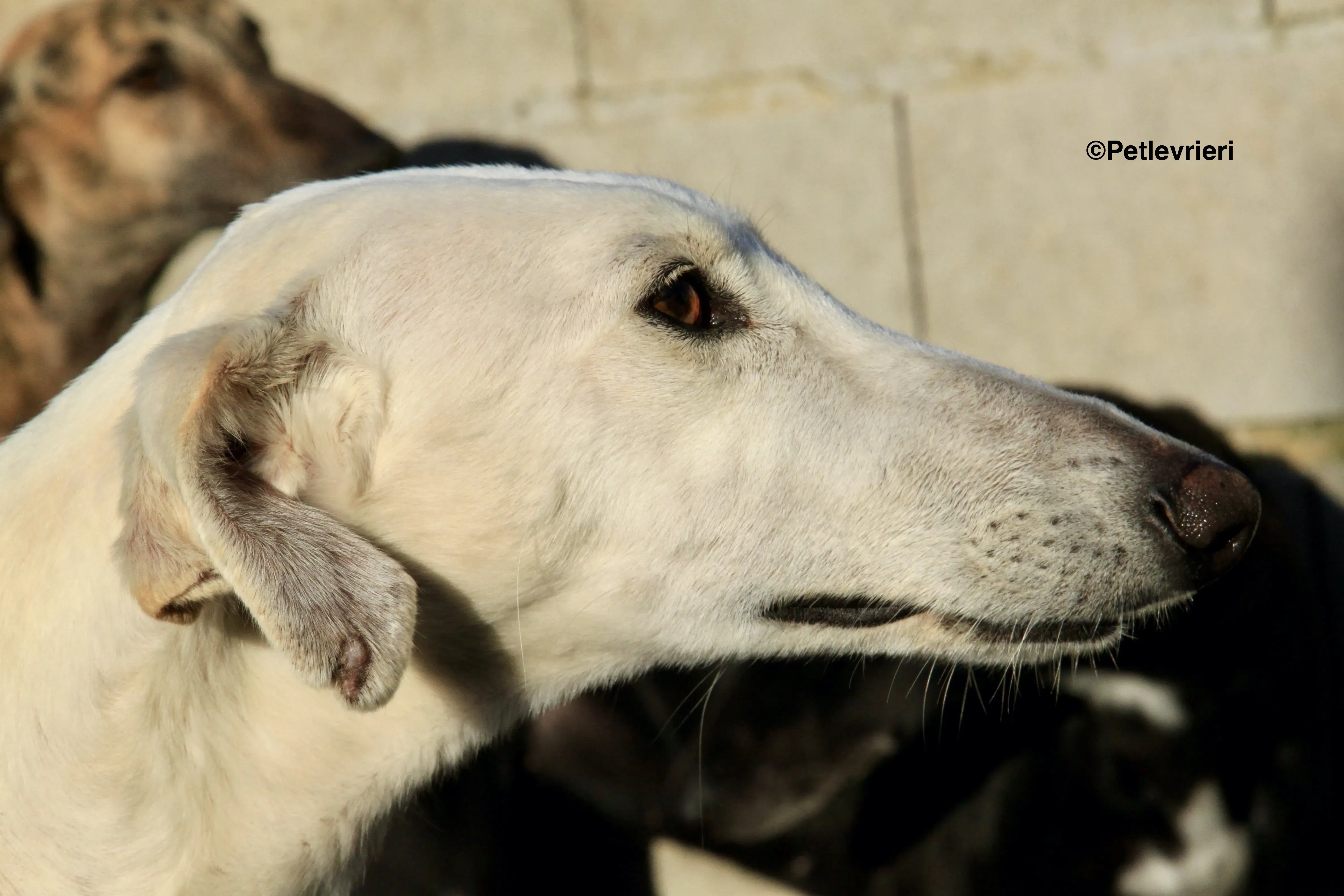 Emma adozione levrieri galgo 18