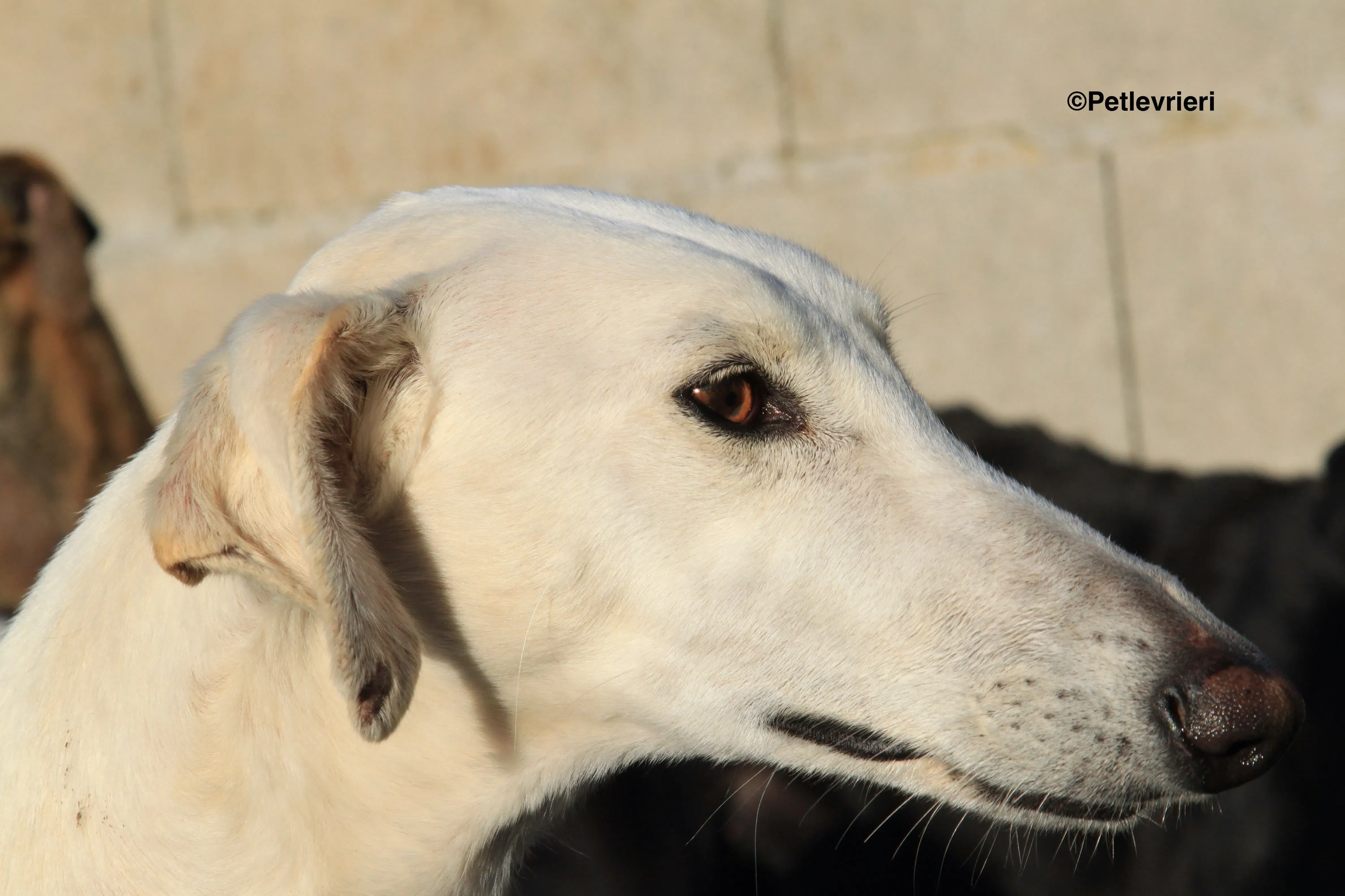 Emma adozione levrieri galgo 19