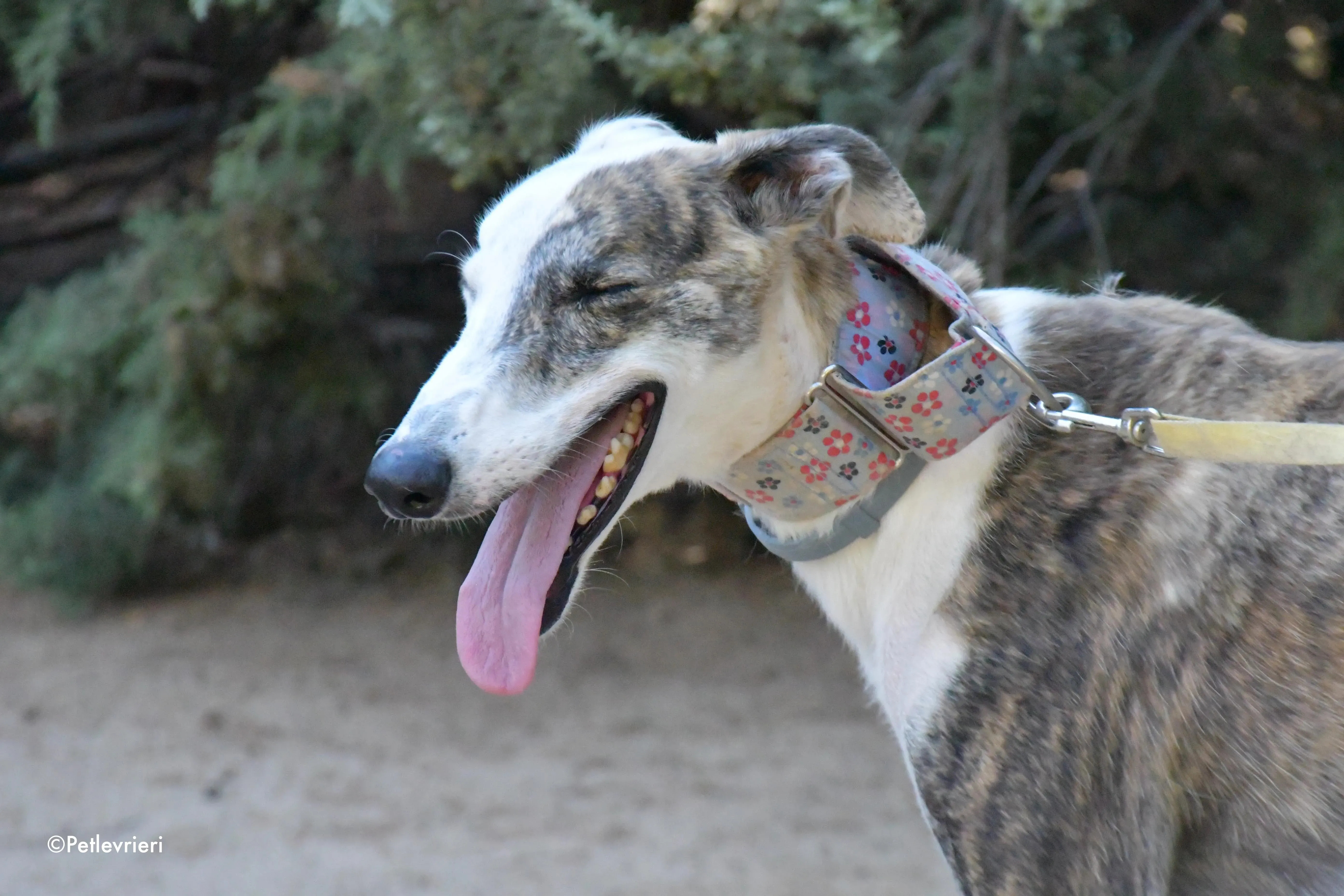 Emma adozione levrieri galgo 2