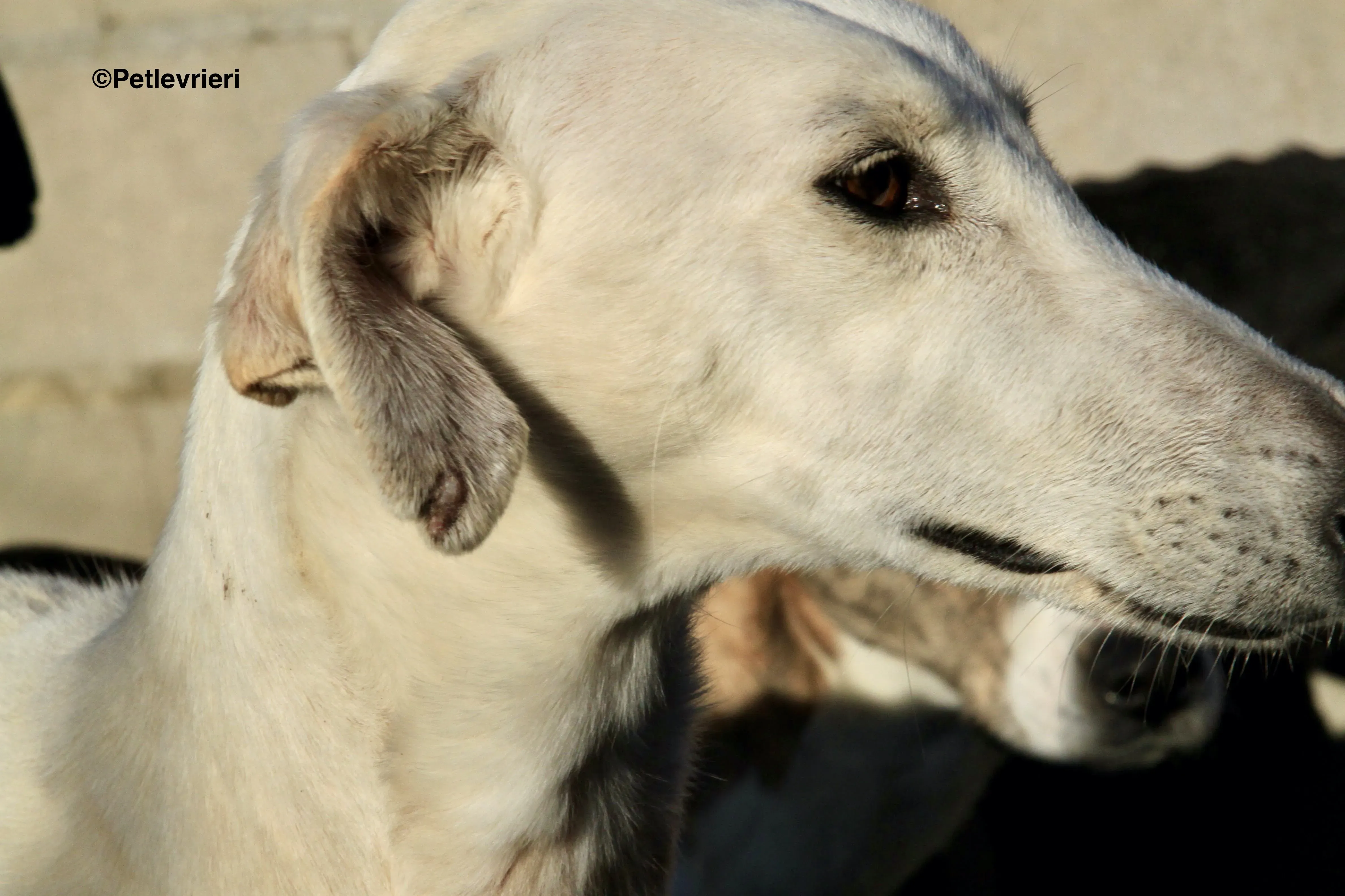 Emma adozione levrieri galgo 20
