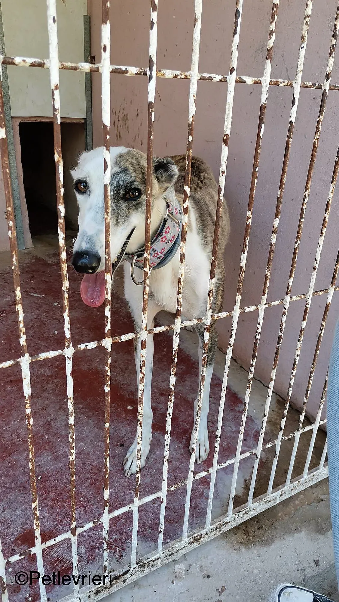 Emma adozione levrieri galgo 04