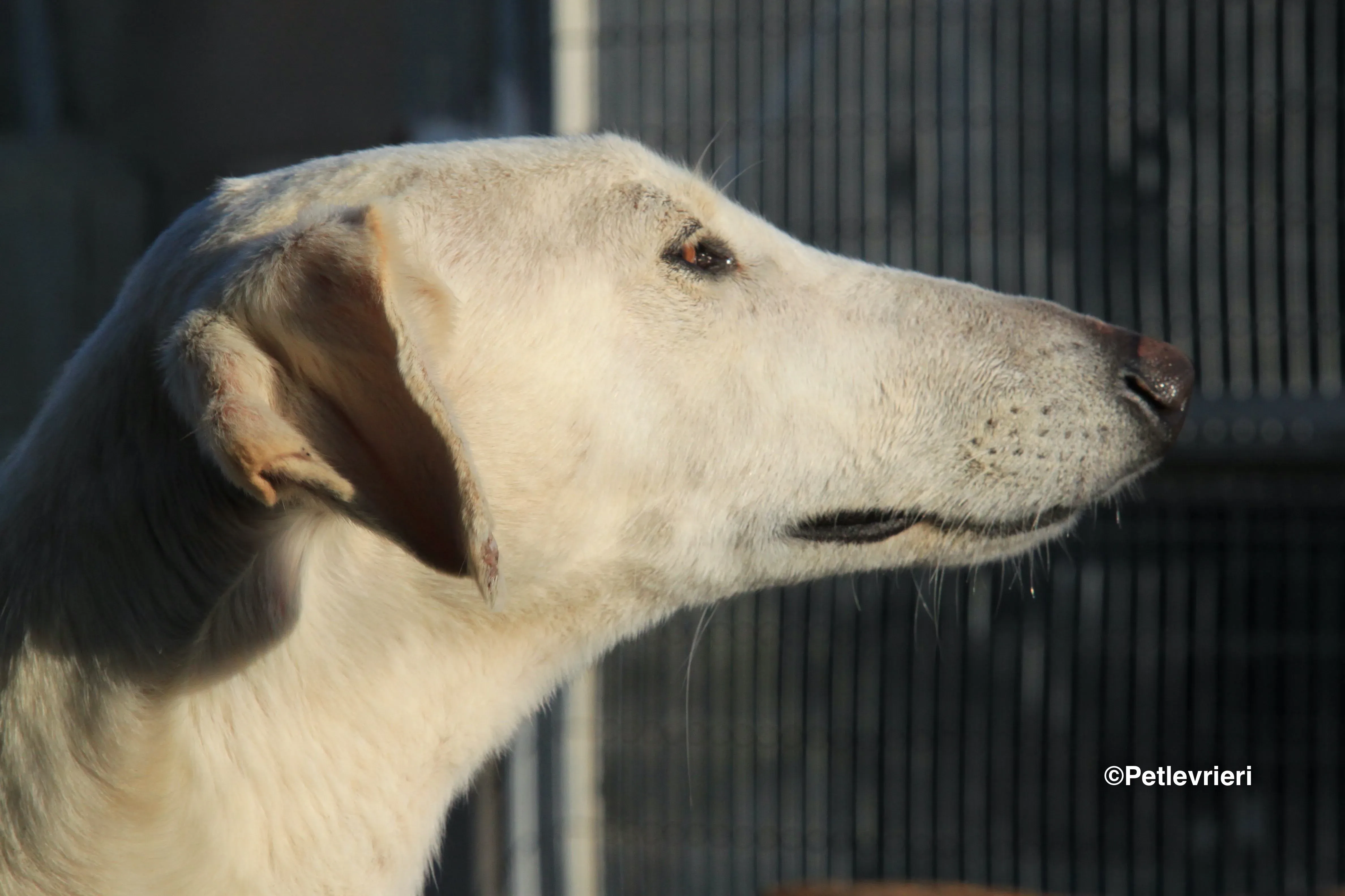 Emma adozione levrieri galgo 23