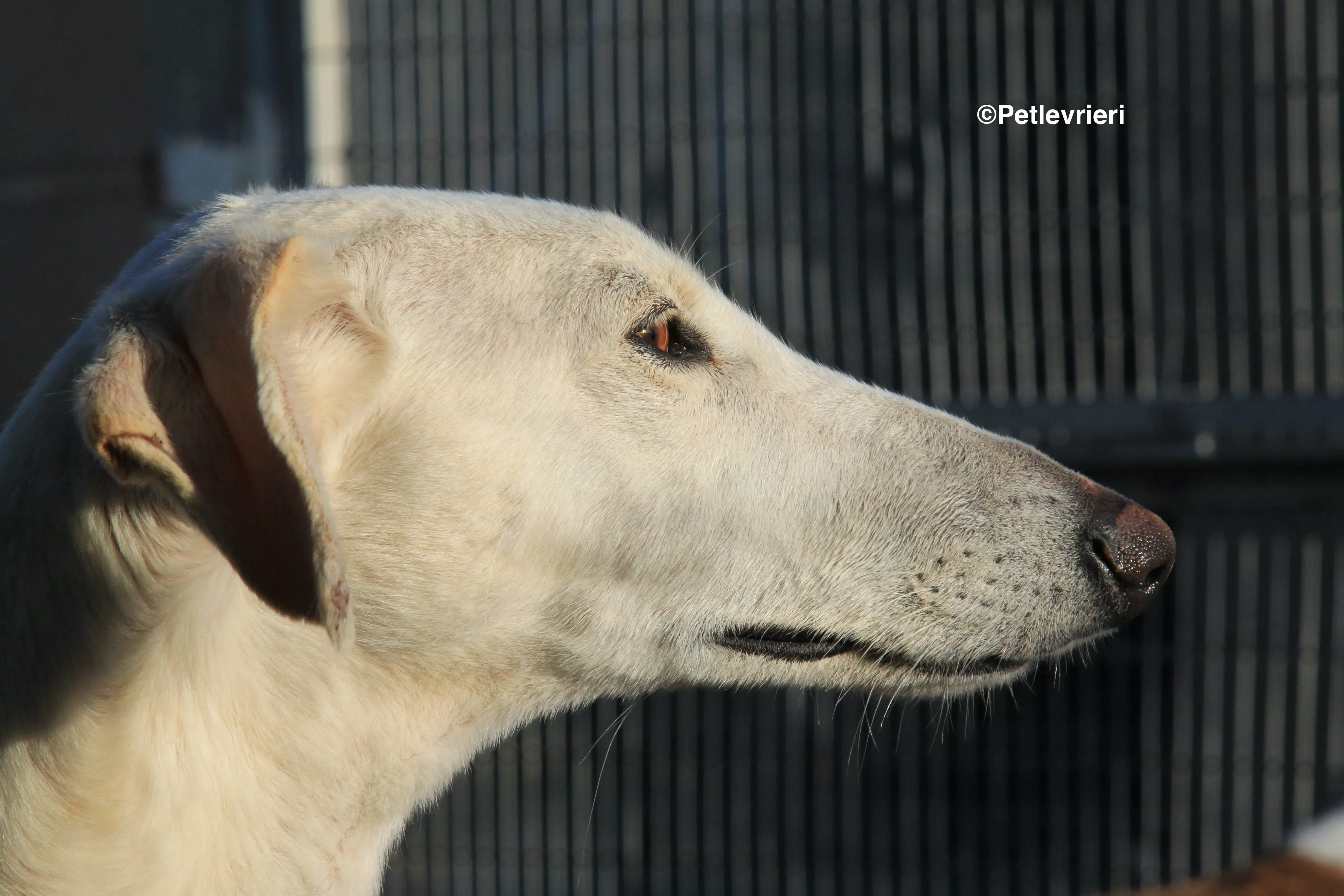 Emma adozione levrieri galgo 24