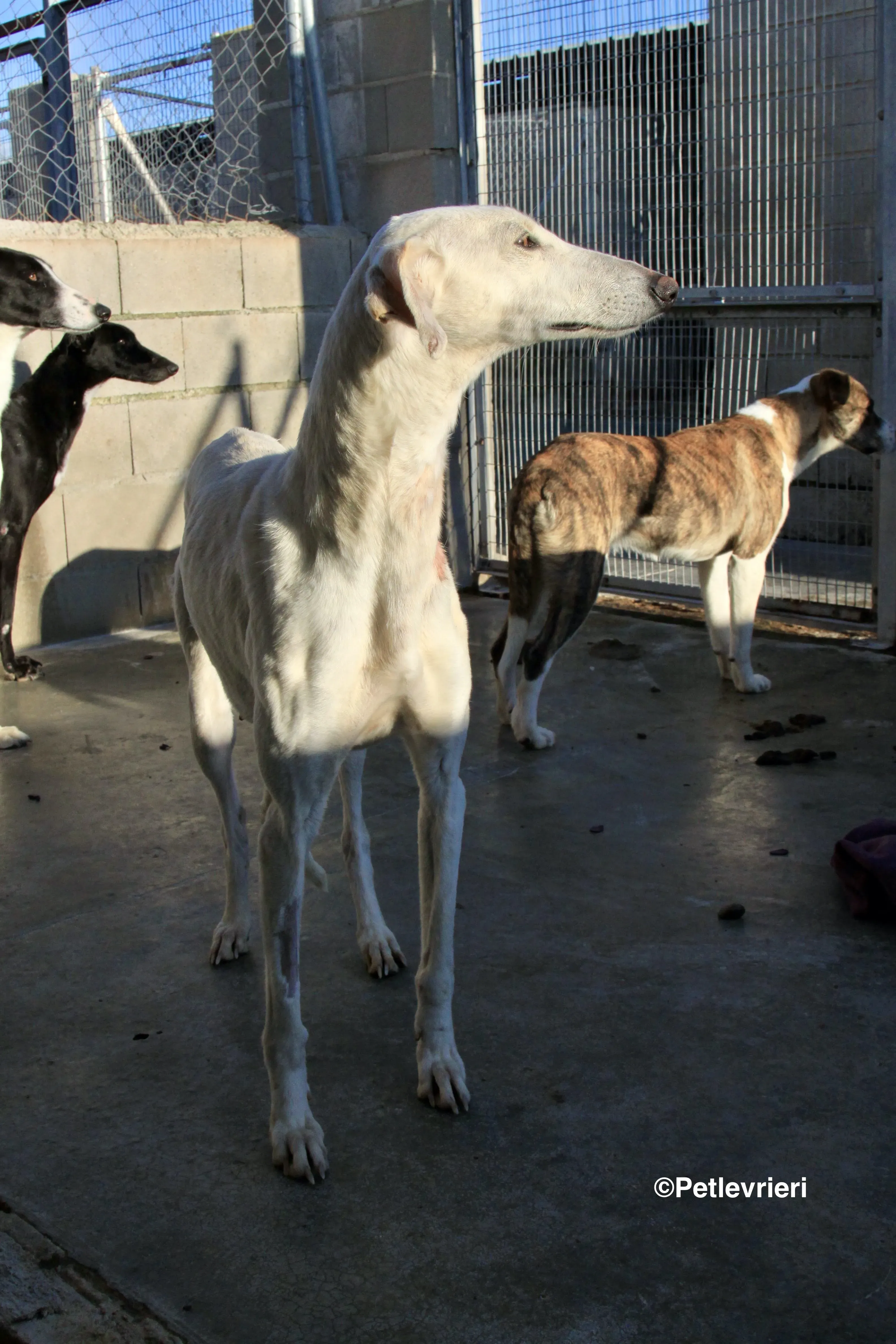Emma adozione levrieri galgo 25