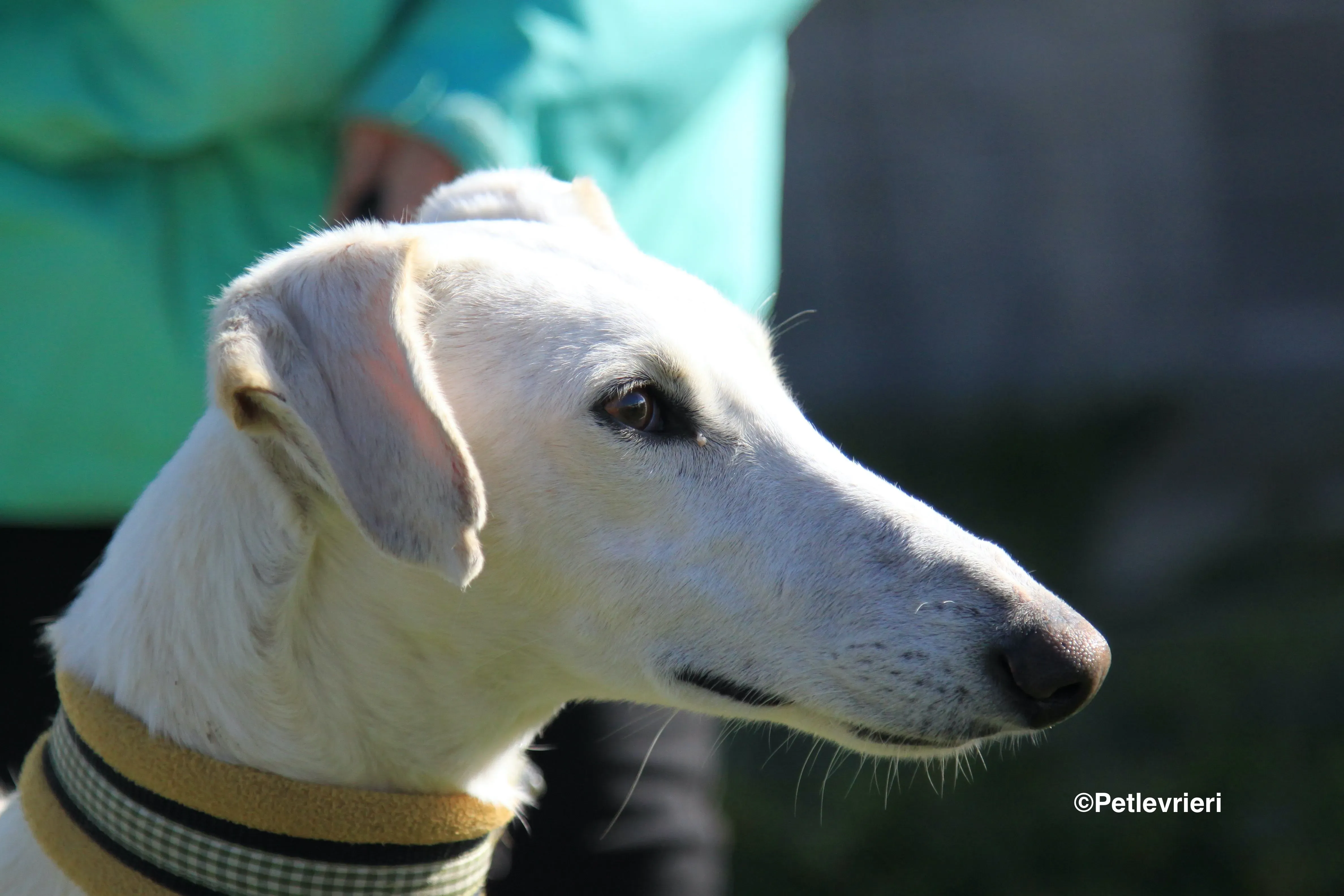 Emma adozione levrieri galgo 27