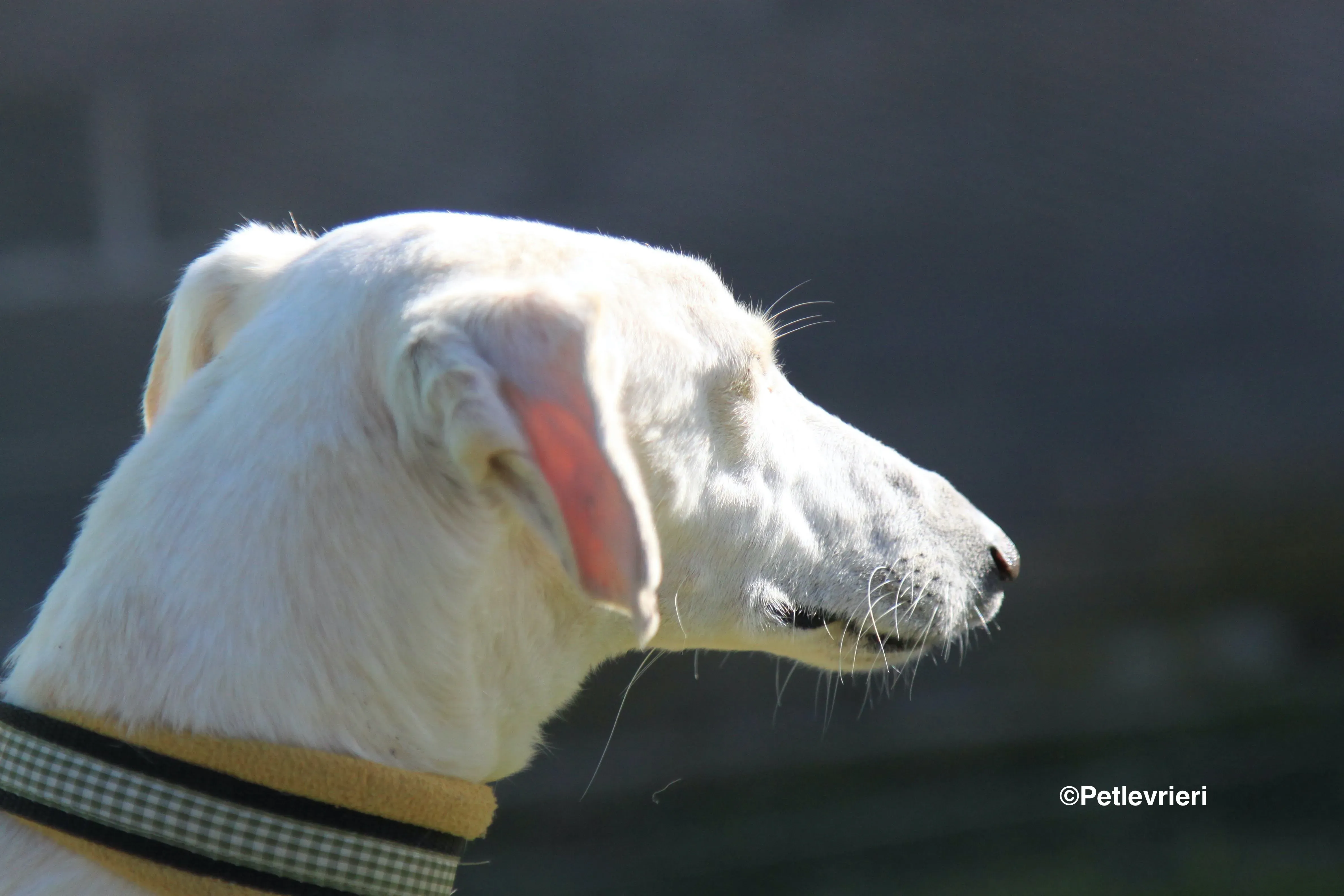 Emma adozione levrieri galgo 28