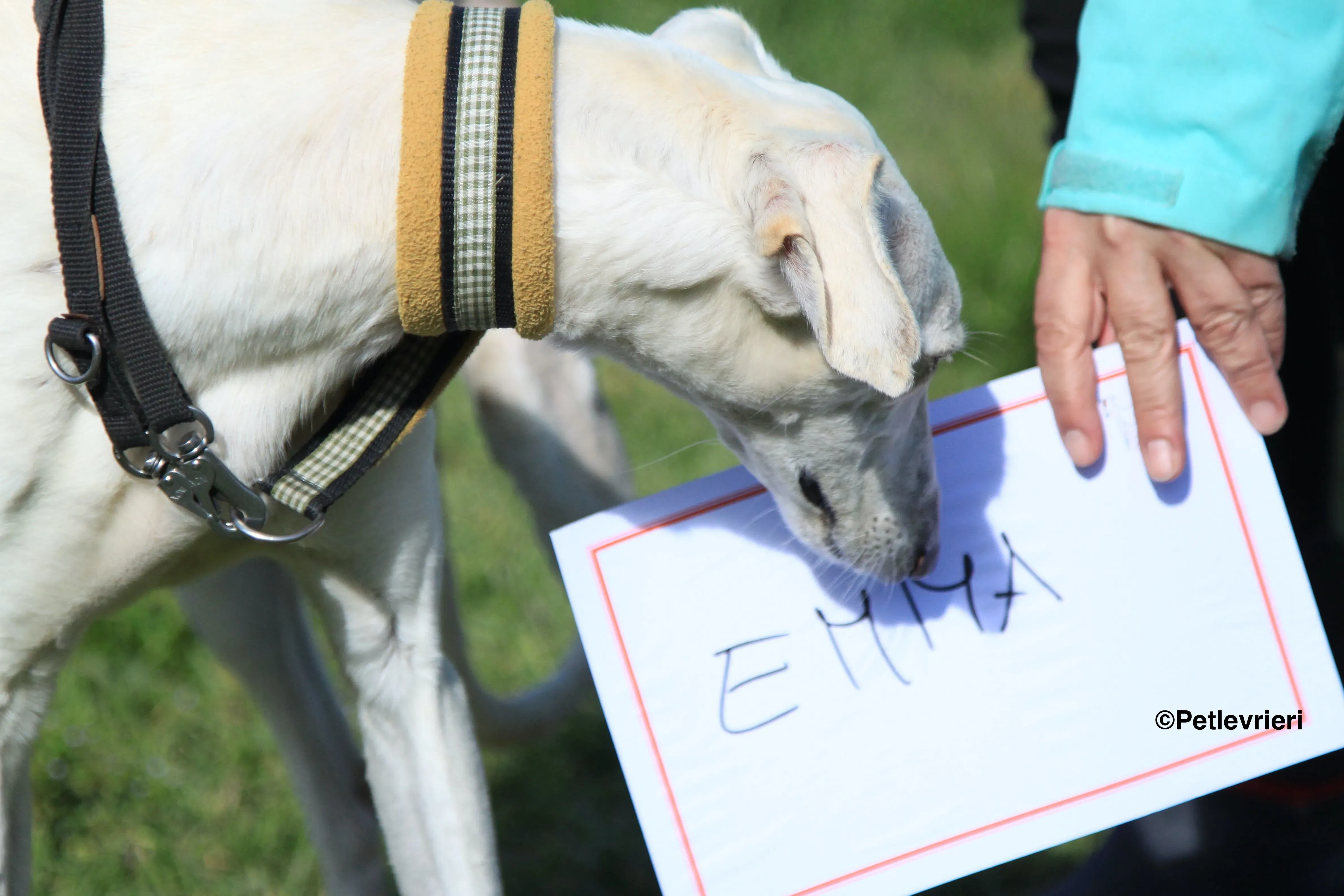 Emma adozione levrieri galgo 29