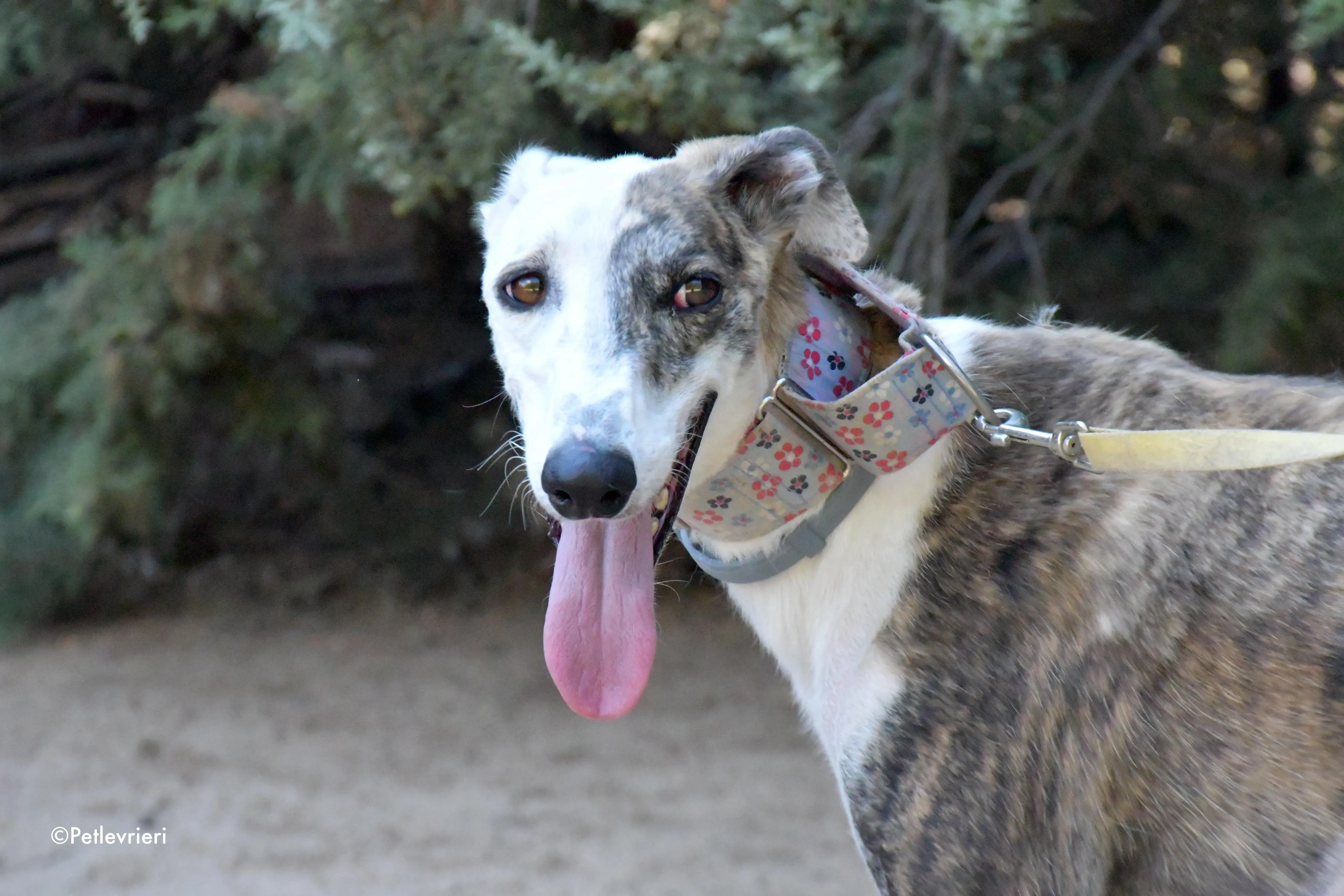 Emma adozione levrieri galgo 3