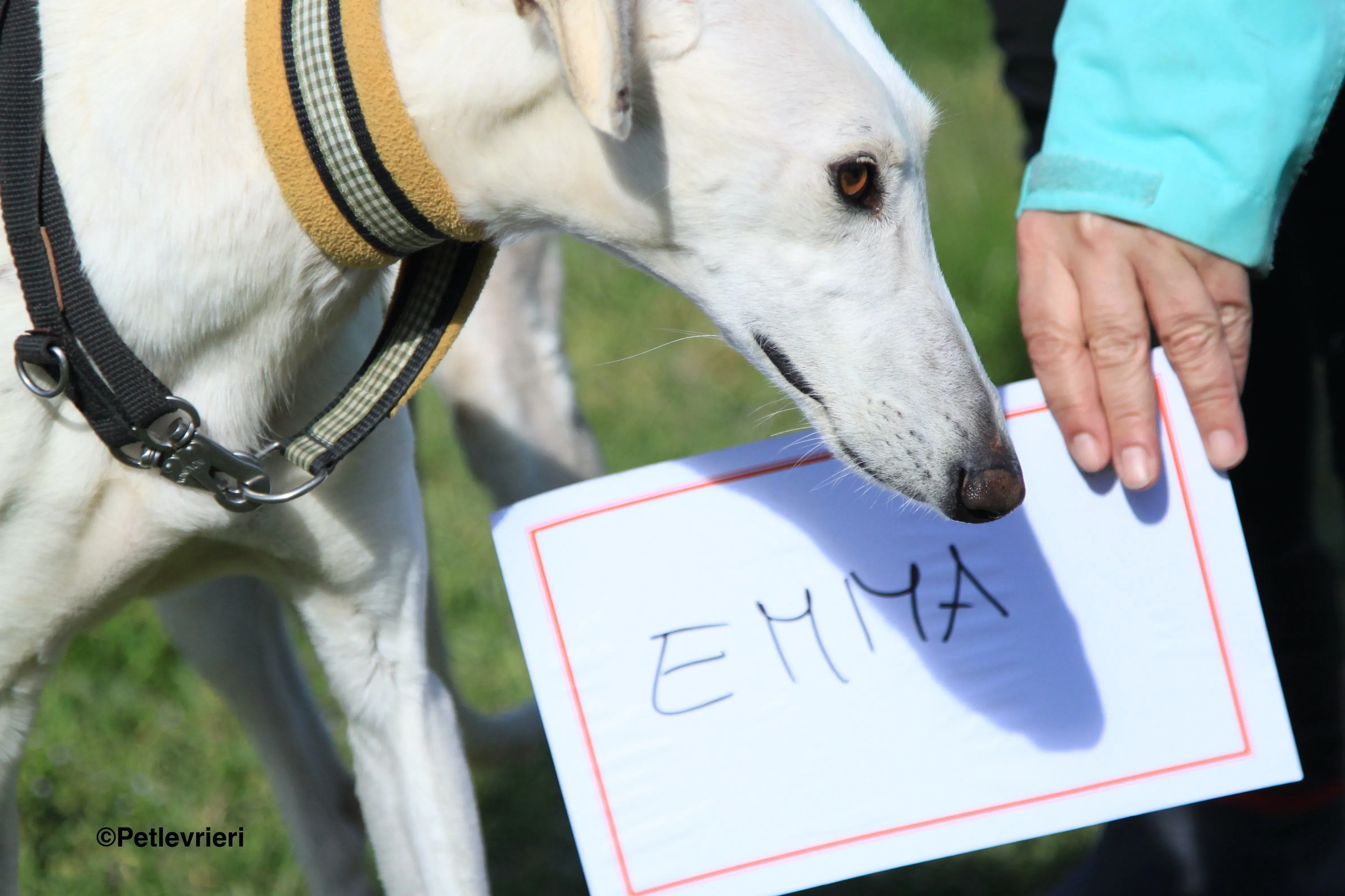 Emma adozione levrieri galgo 30