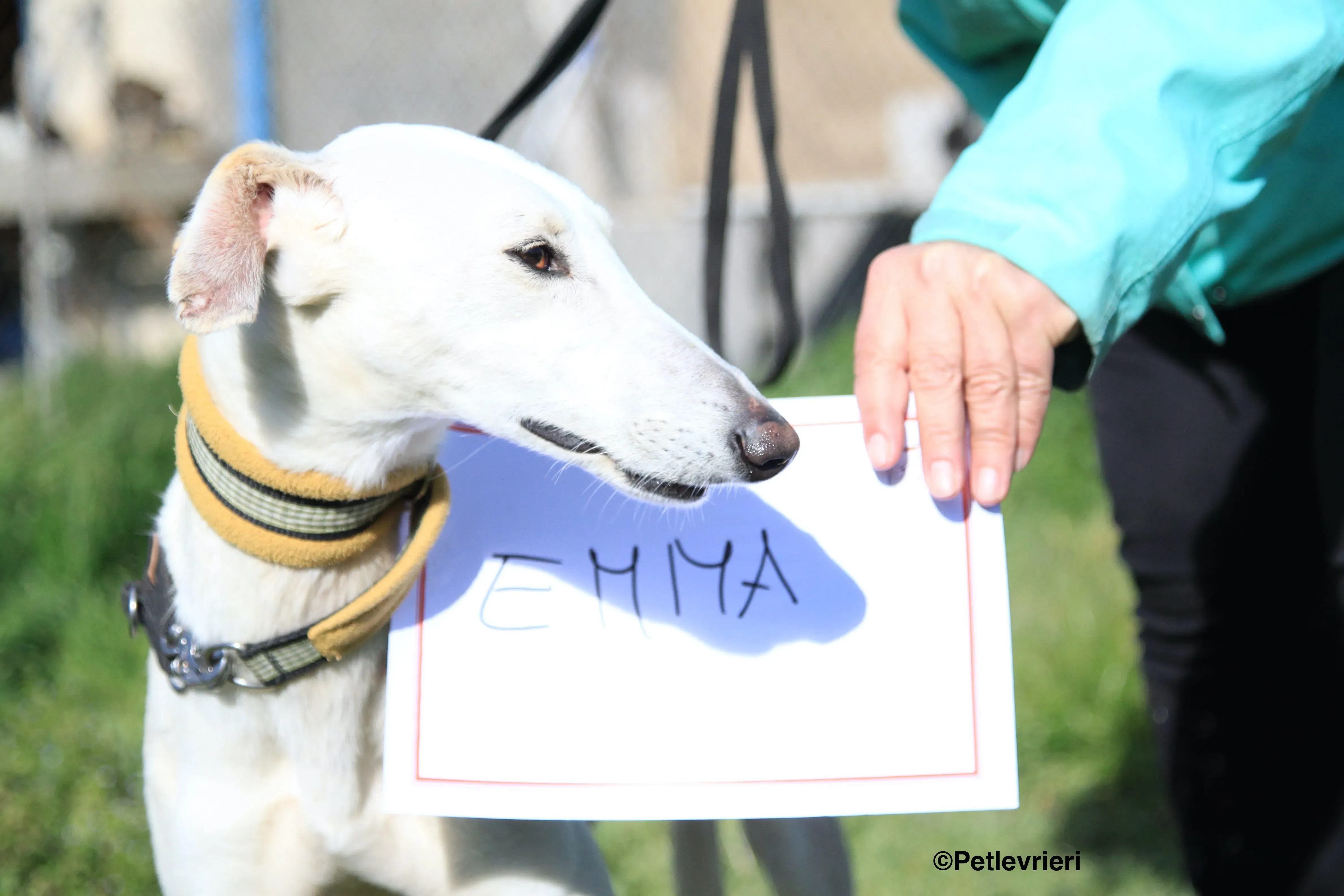 Emma adozione levrieri galgo 31