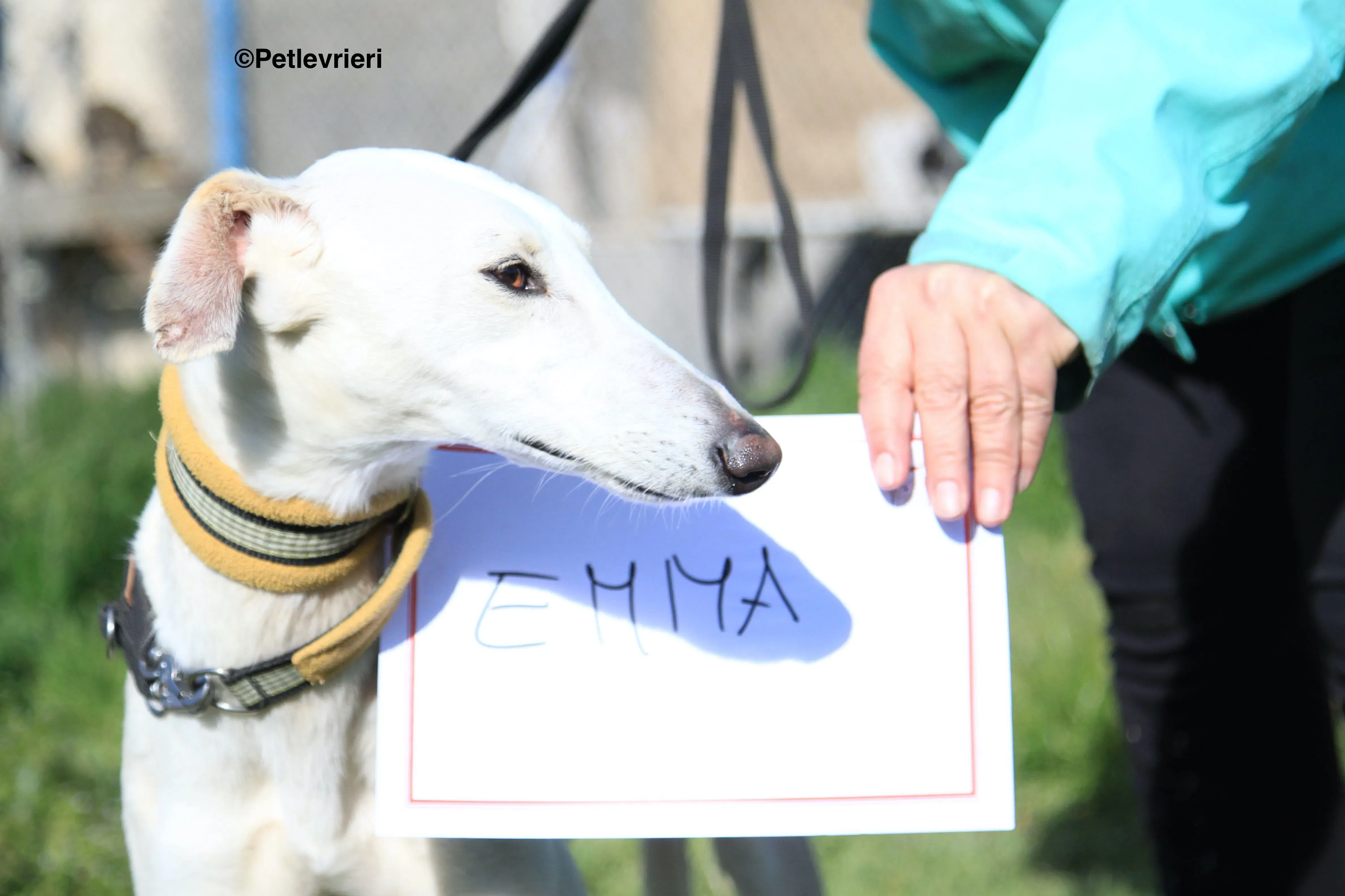 Emma adozione levrieri galgo 32