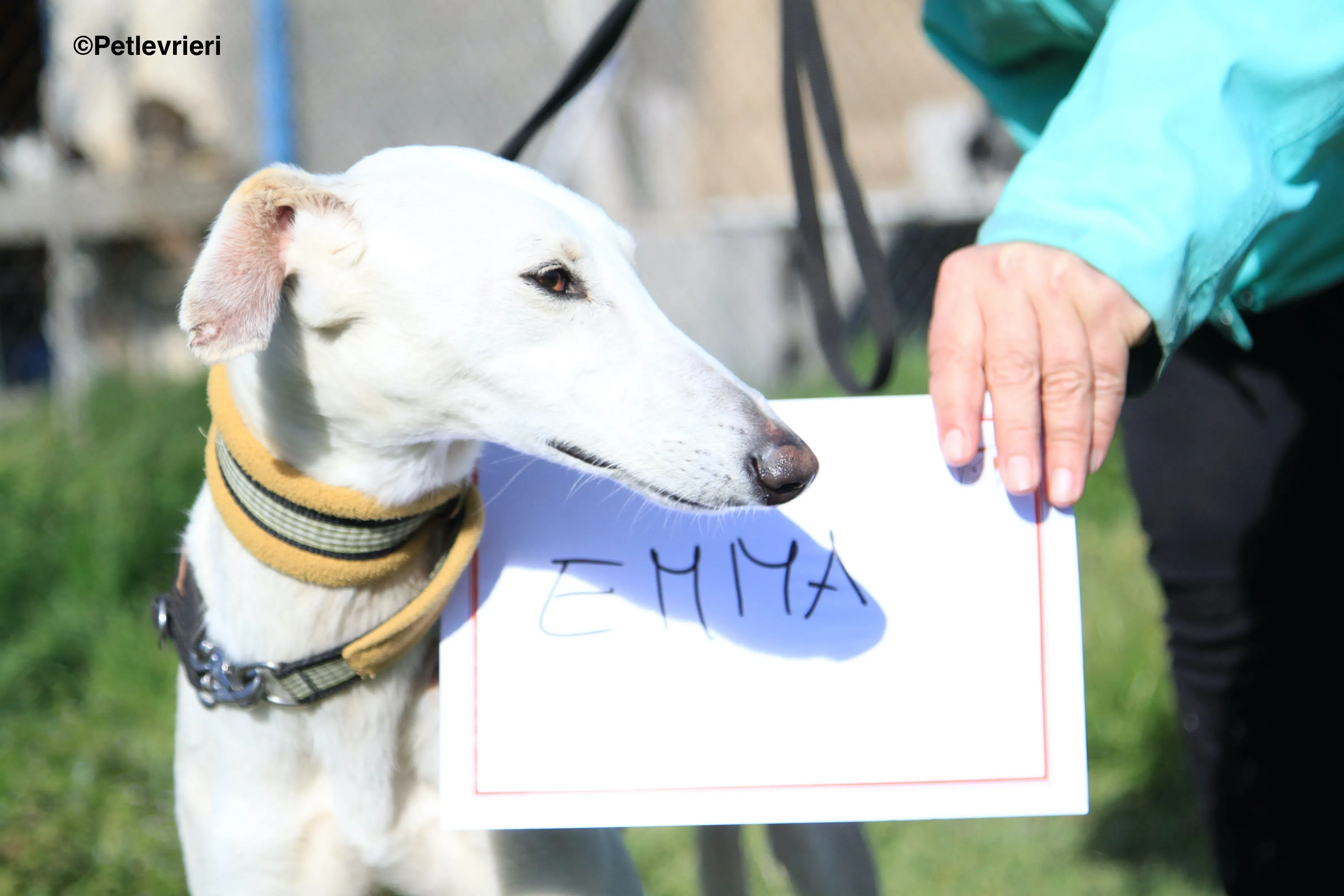 Emma adozione levrieri galgo 33