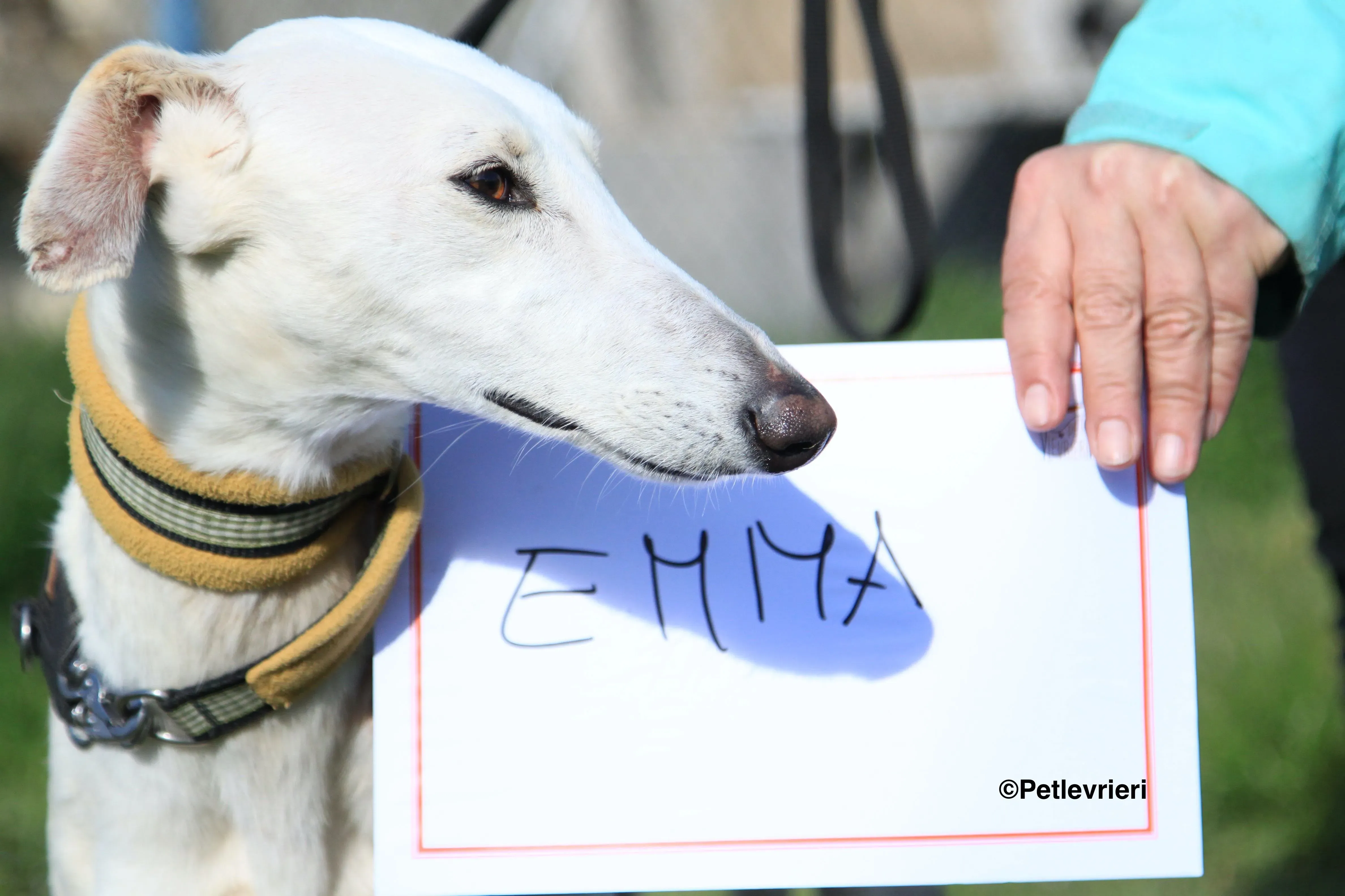 Emma adozione levrieri galgo 34