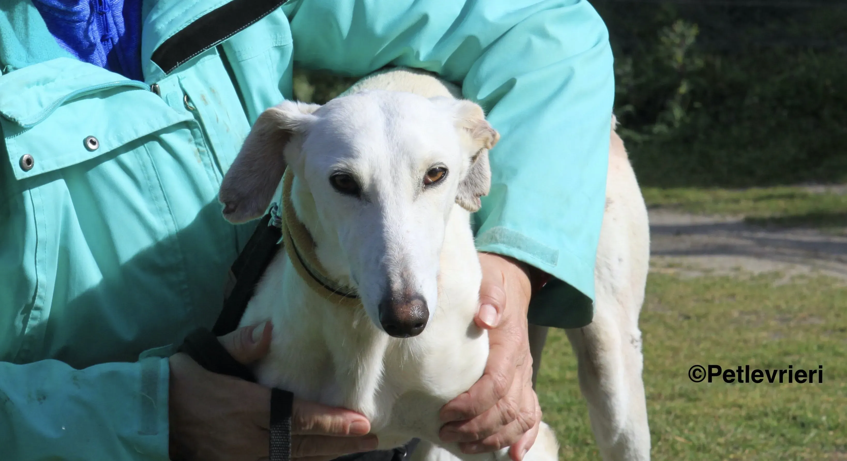 Emma adozione levrieri galgo 35