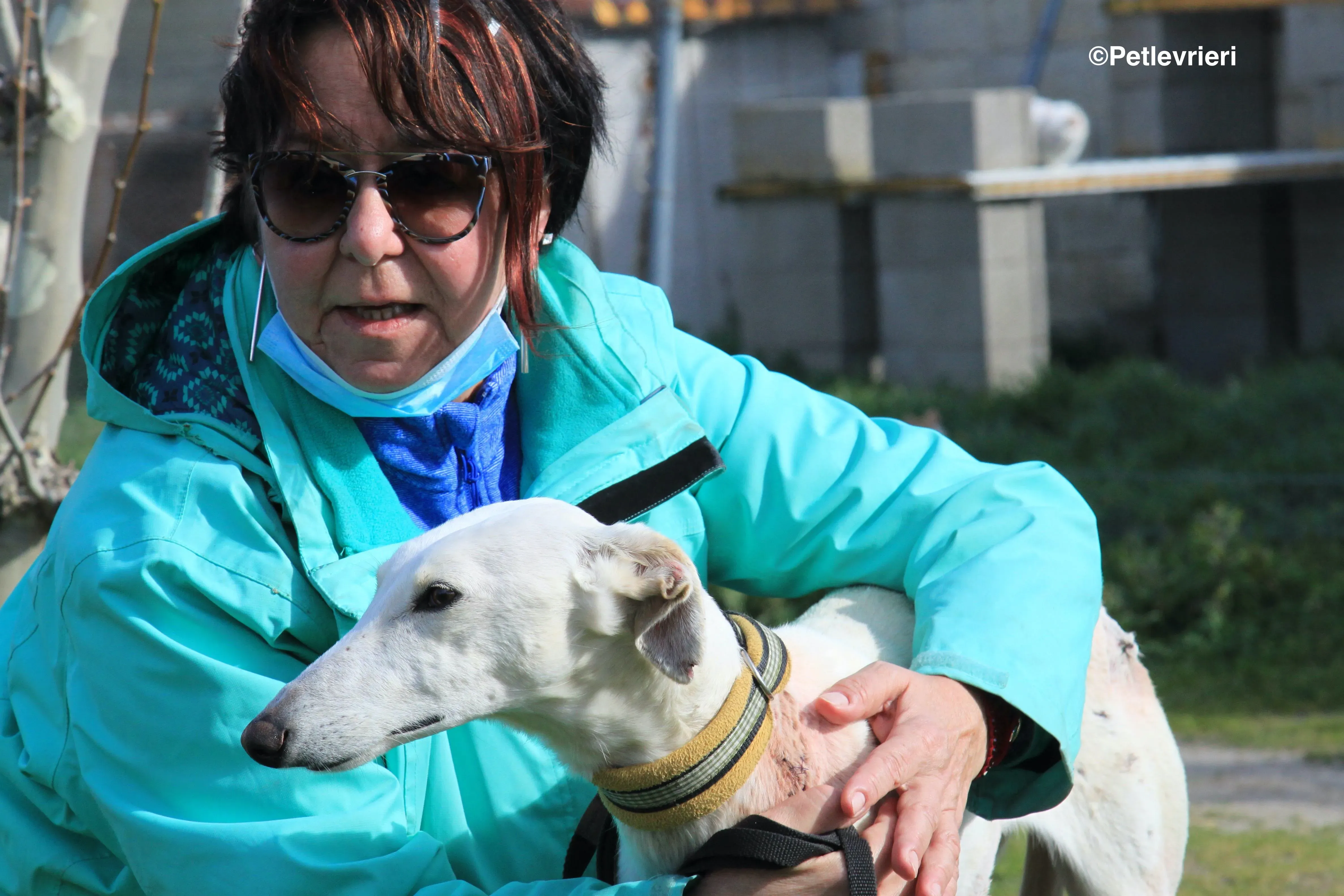 Emma adozione levrieri galgo 36