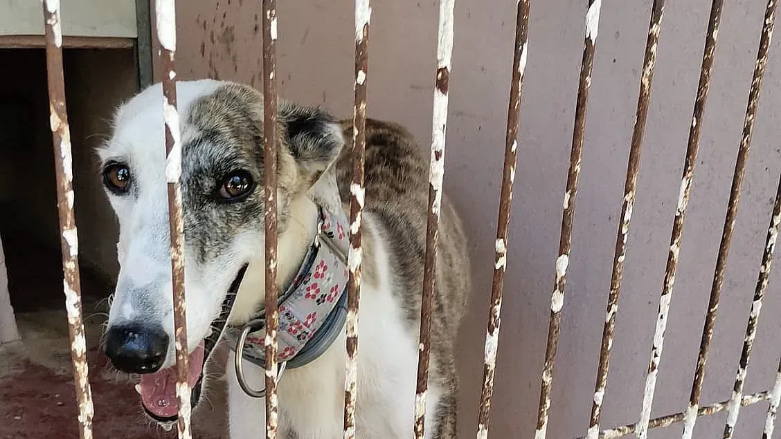 Emma adozione levrieri galgo 02