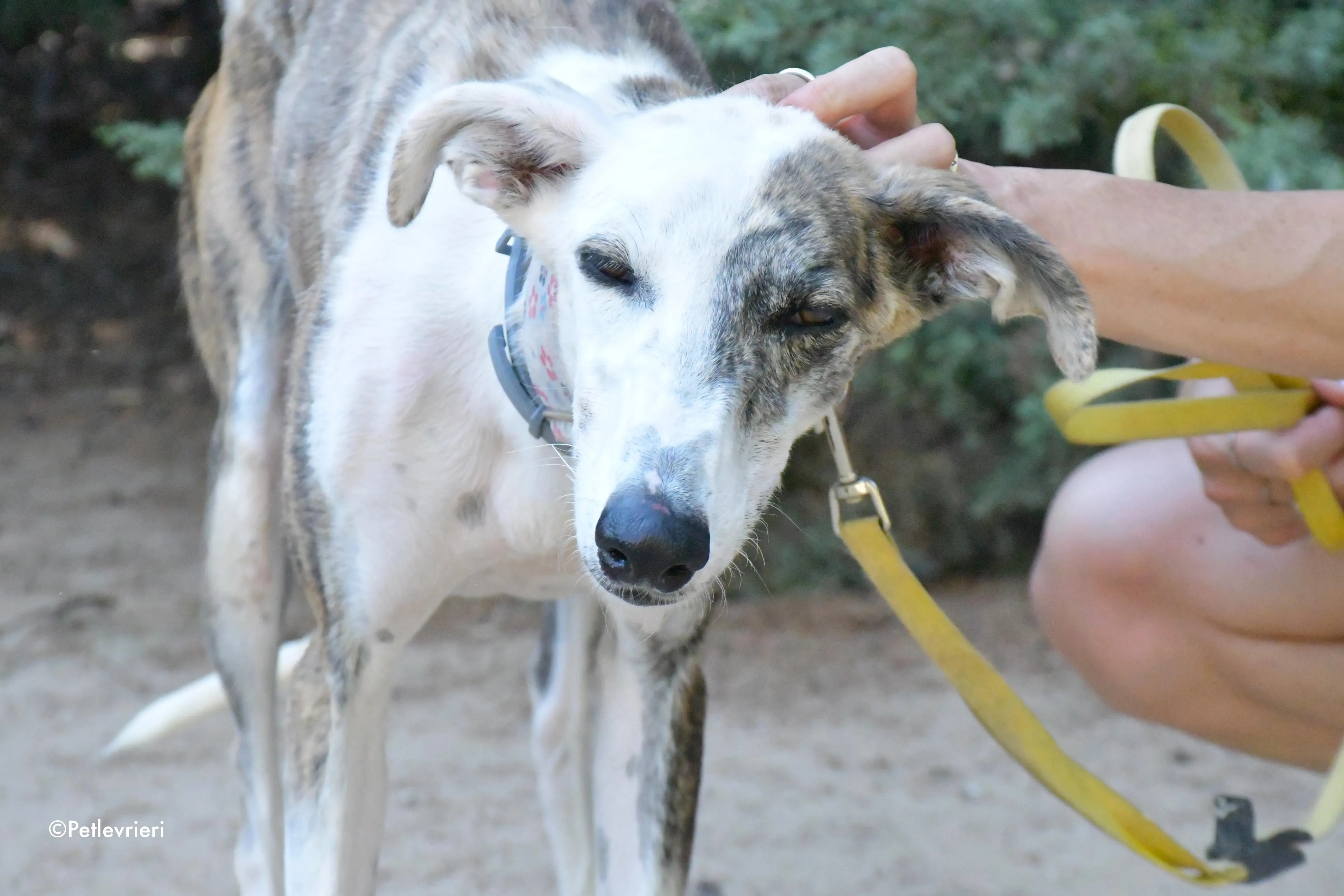 Emma adozione levrieri galgo 5