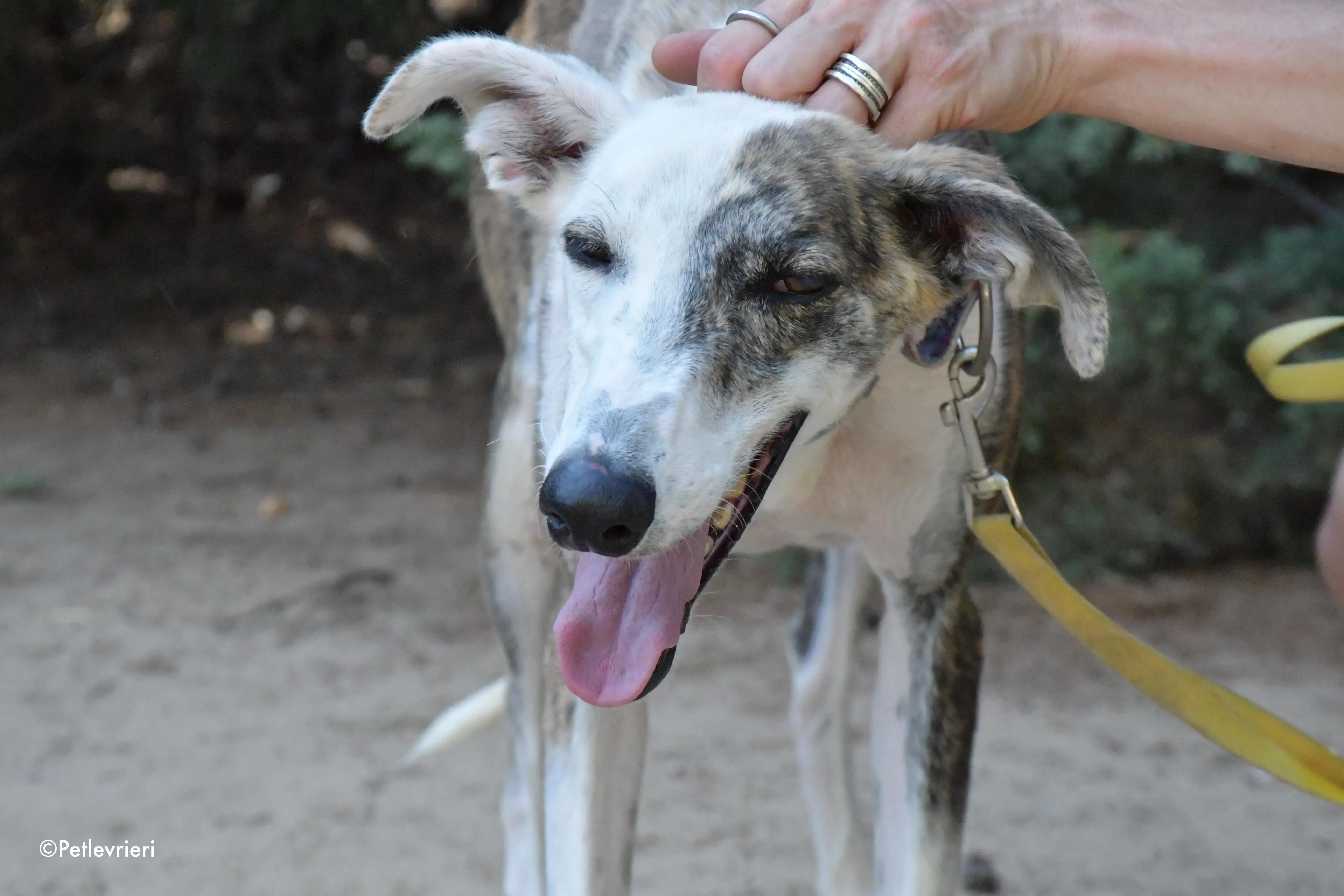 Emma adozione levrieri galgo 7