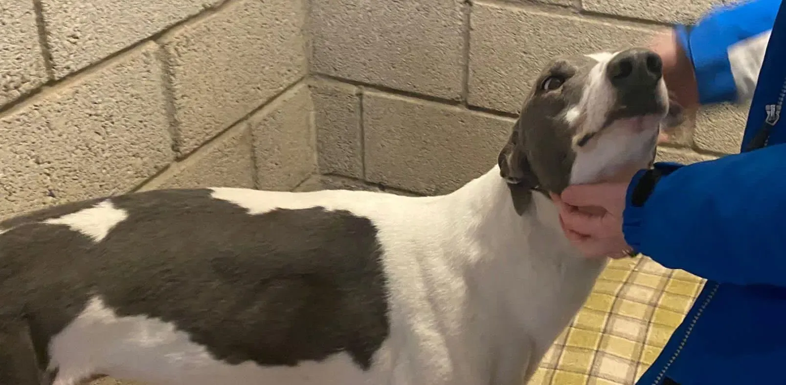 Enda adozione levrieri greyhound 1 e1667335489147