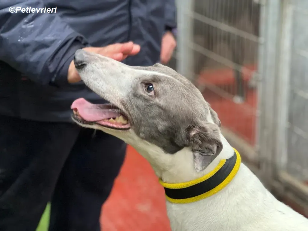 Enda adozione levrieri greyhound 11