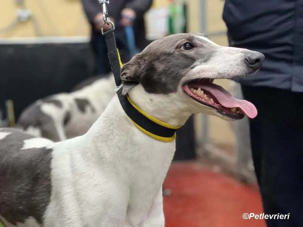 Enda adozione levrieri greyhound 12