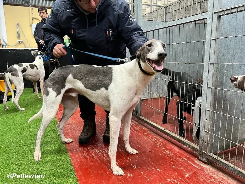 Enda adozione levrieri greyhound 13