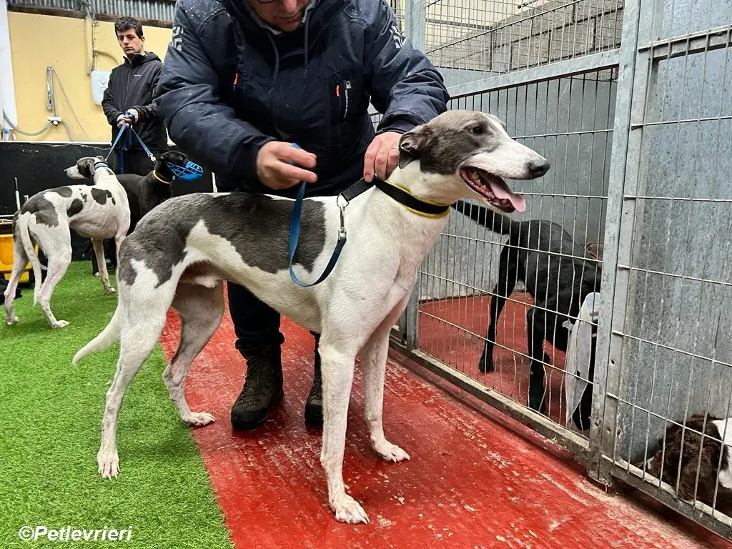 Enda adozione levrieri greyhound 14