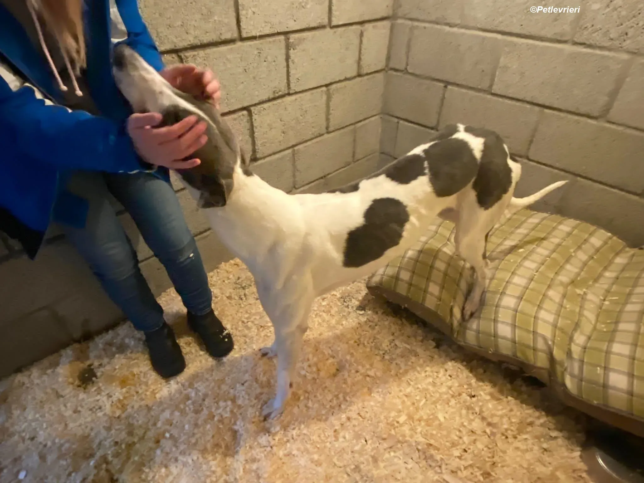 Enda adozione levrieri greyhound 2