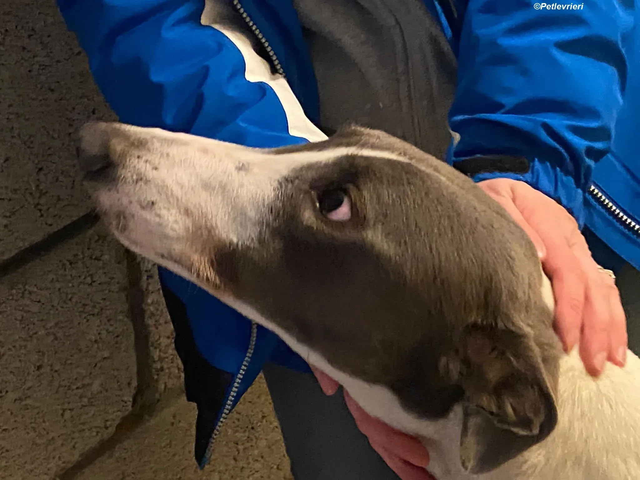 Enda adozione levrieri greyhound 3