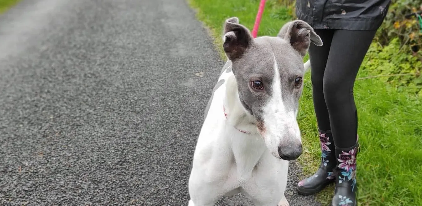 Enda adozione levrieri greyhound 4 e1667682699782
