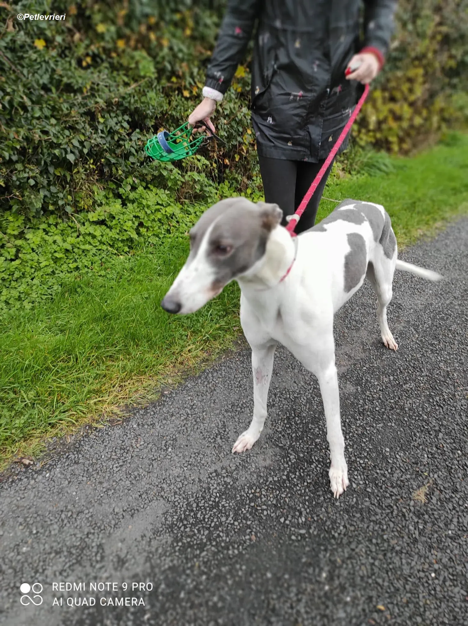 Enda adozione levrieri greyhound 5