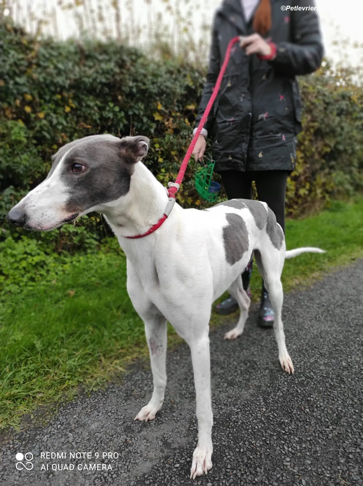 Enda adozione levrieri greyhound 6