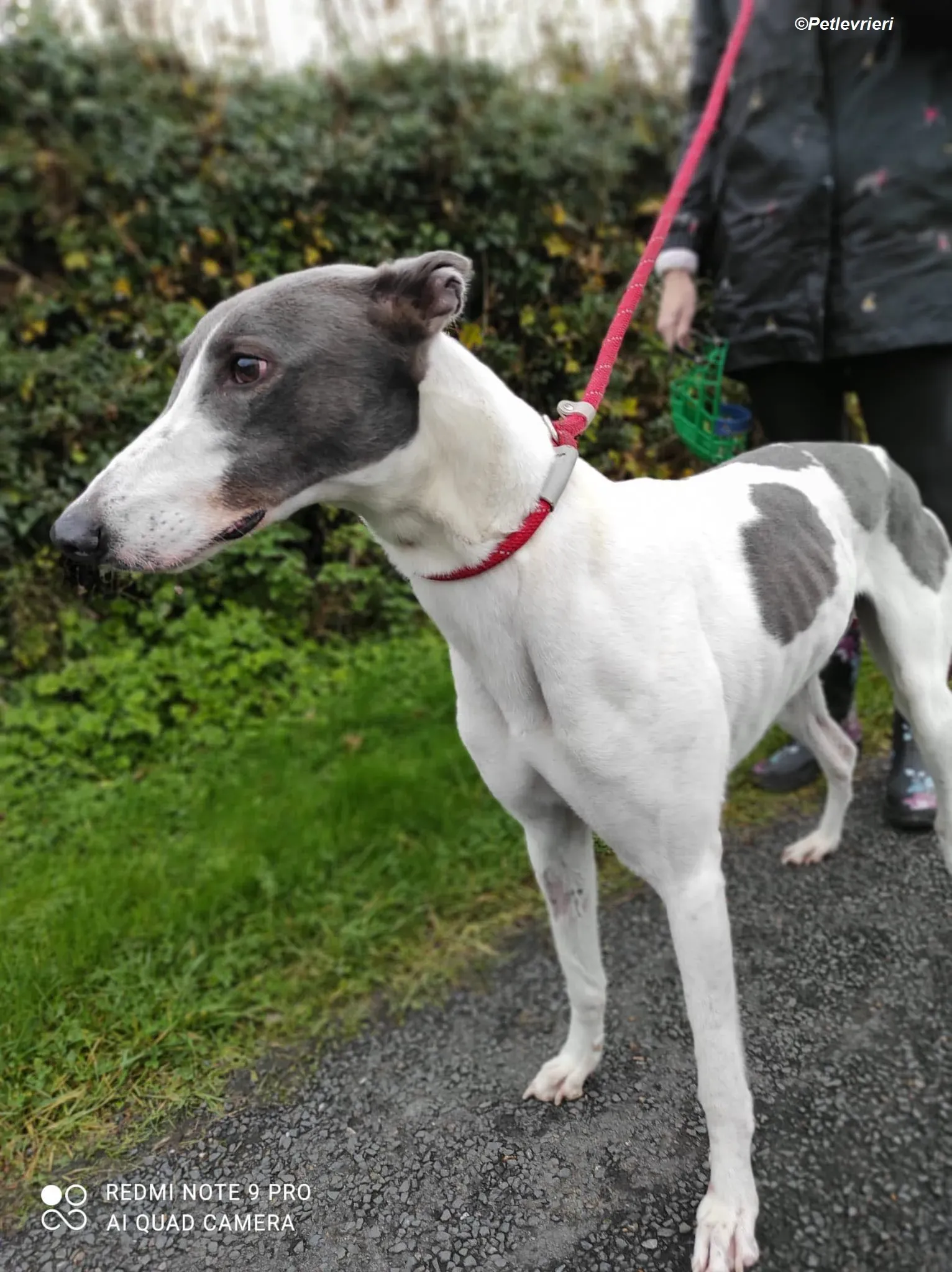 Enda adozione levrieri greyhound 7