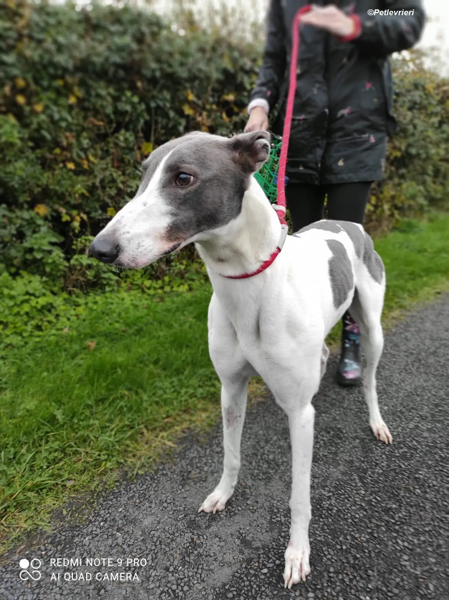 Enda adozione levrieri greyhound 8