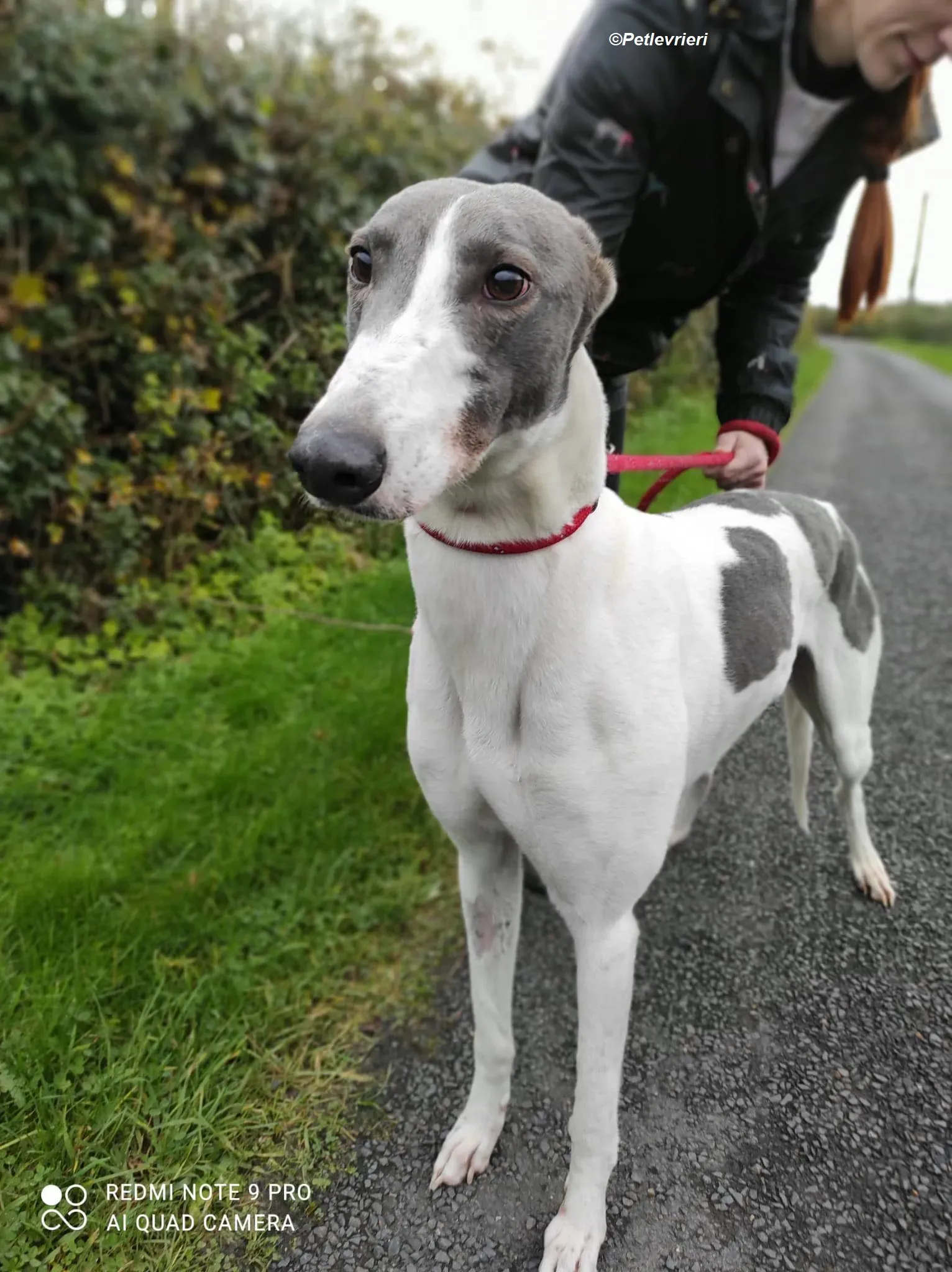 Enda adozione levrieri greyhound 9