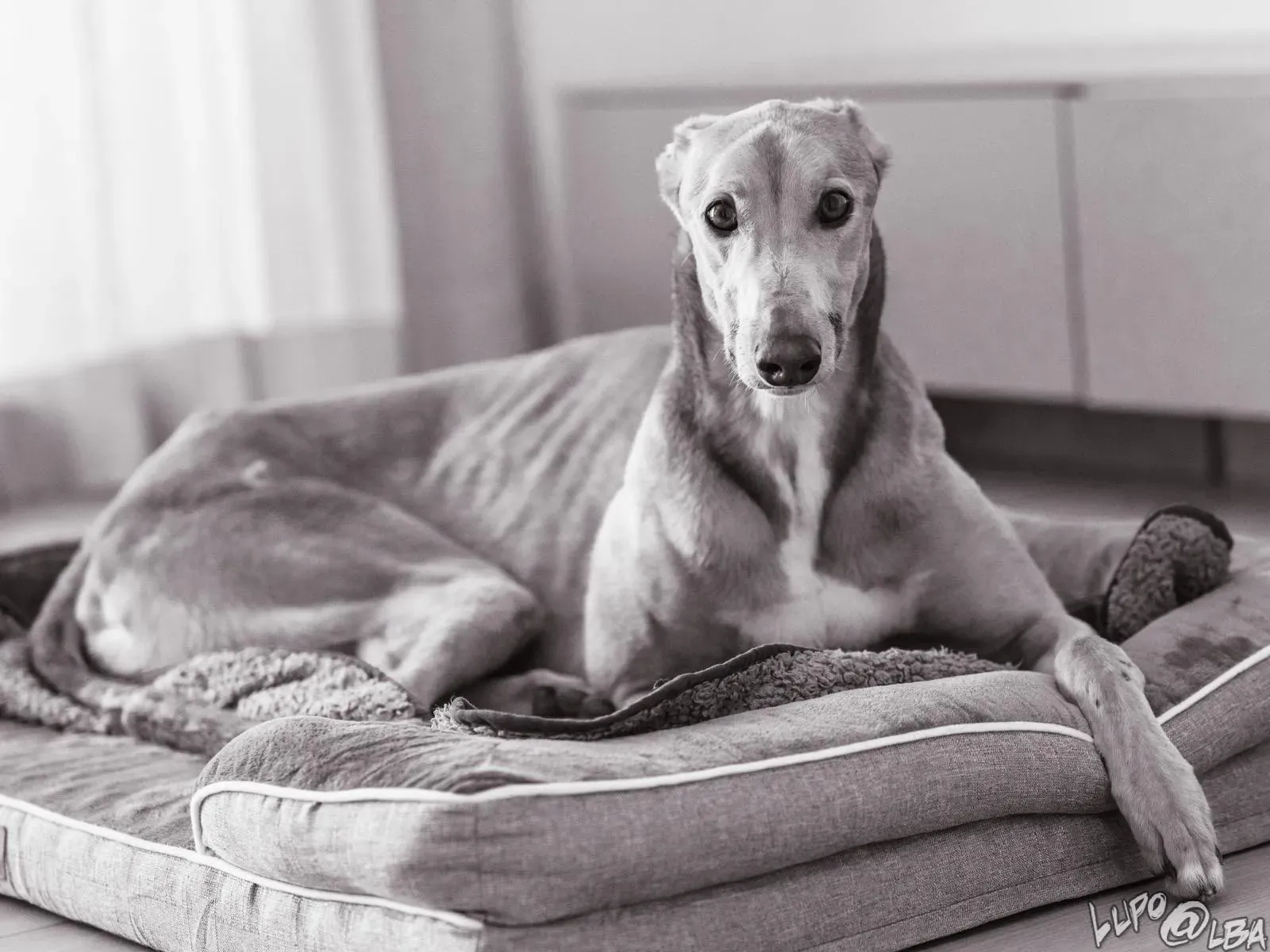 Enea adozione levrieri greyhound 