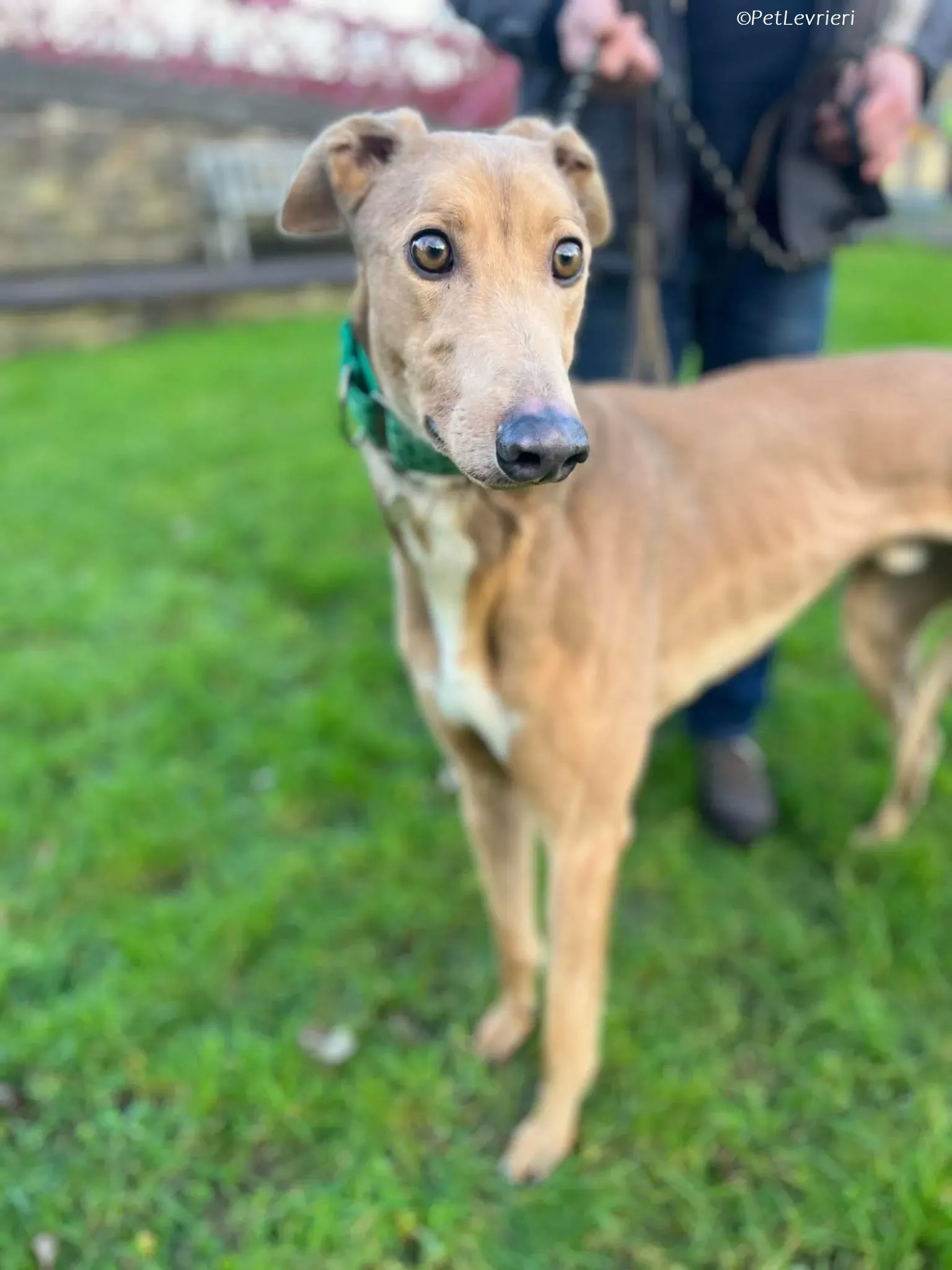 Enea adozione levrieri greyhound 1