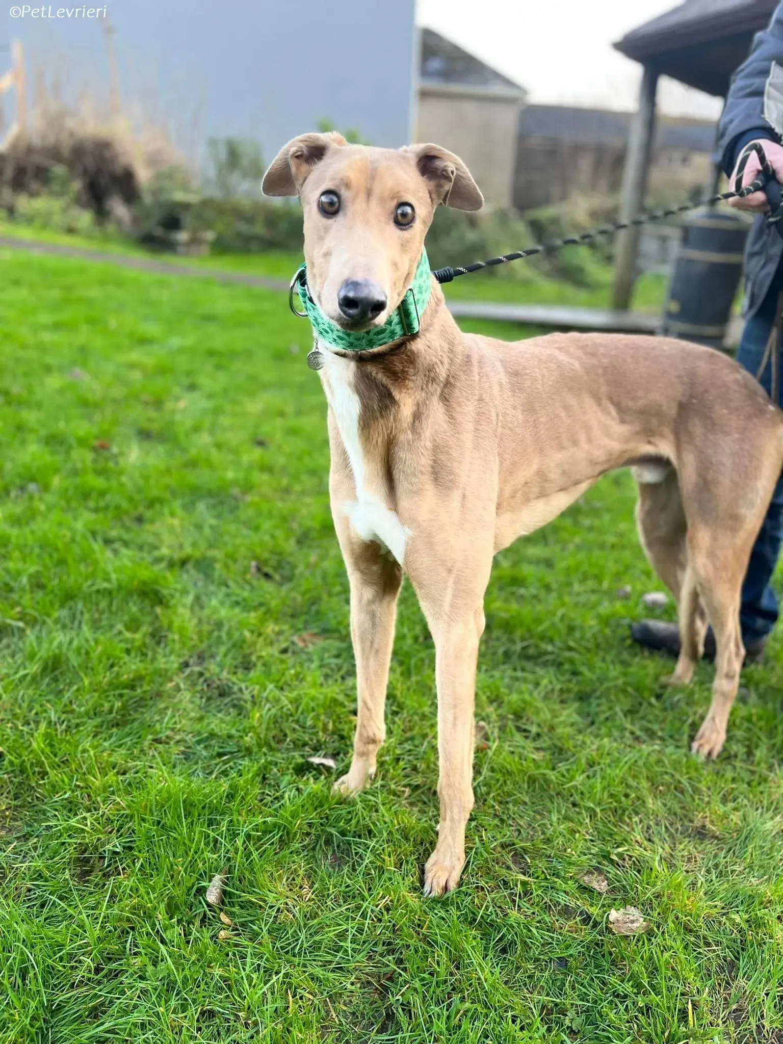 Enea adozione levrieri greyhound 10