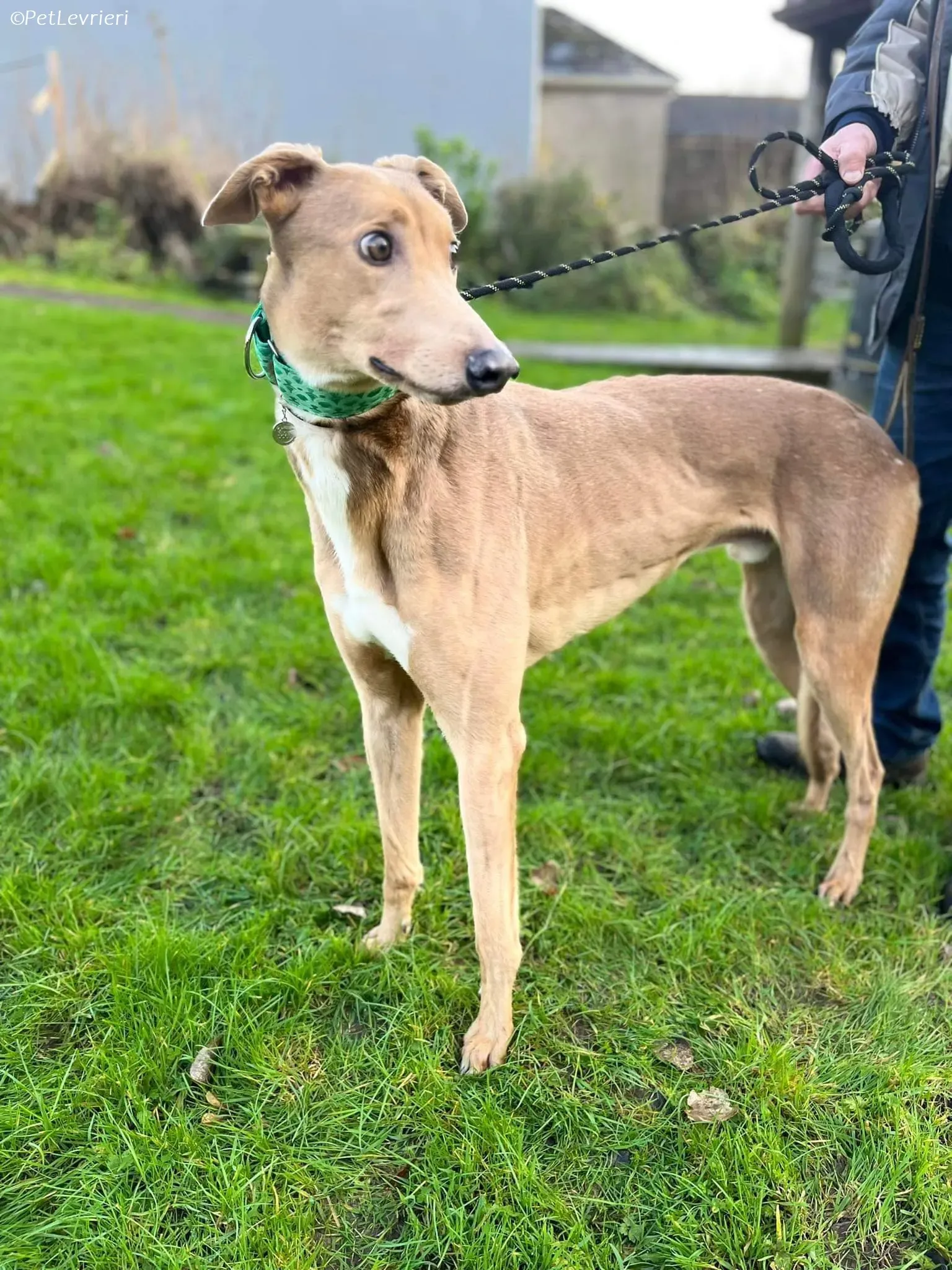 Enea adozione levrieri greyhound 11
