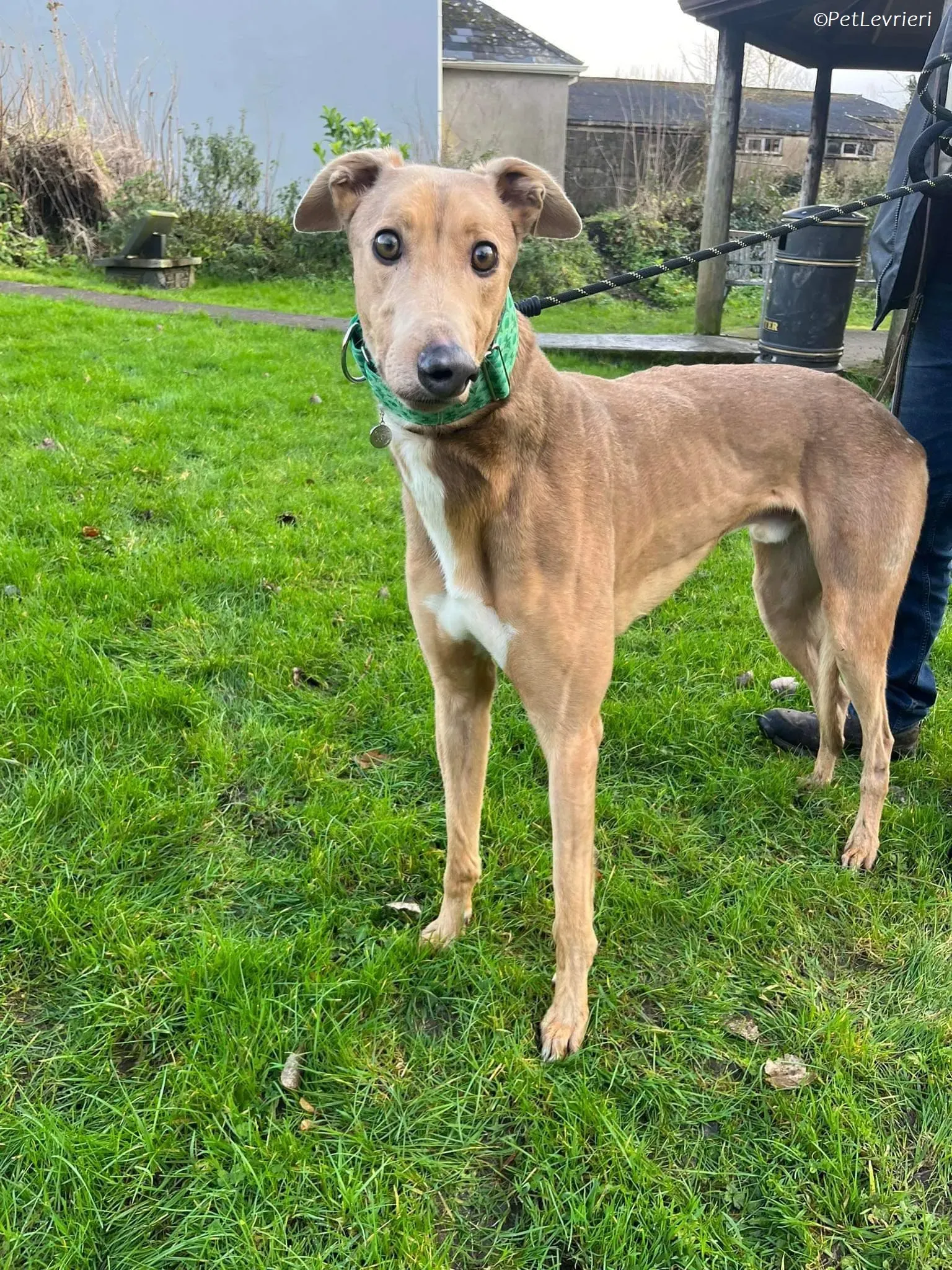 Enea adozione levrieri greyhound 12