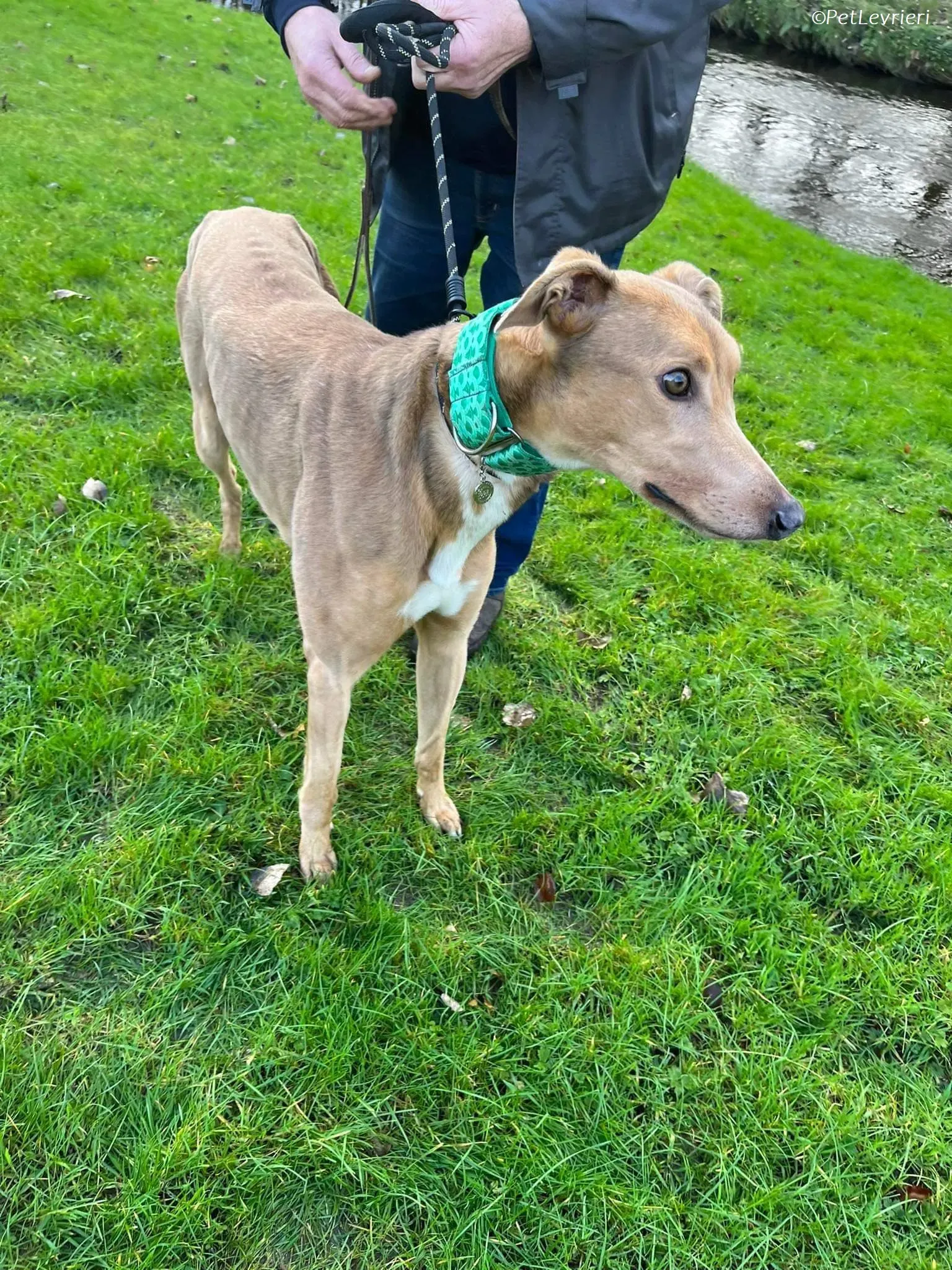 Enea adozione levrieri greyhound 13