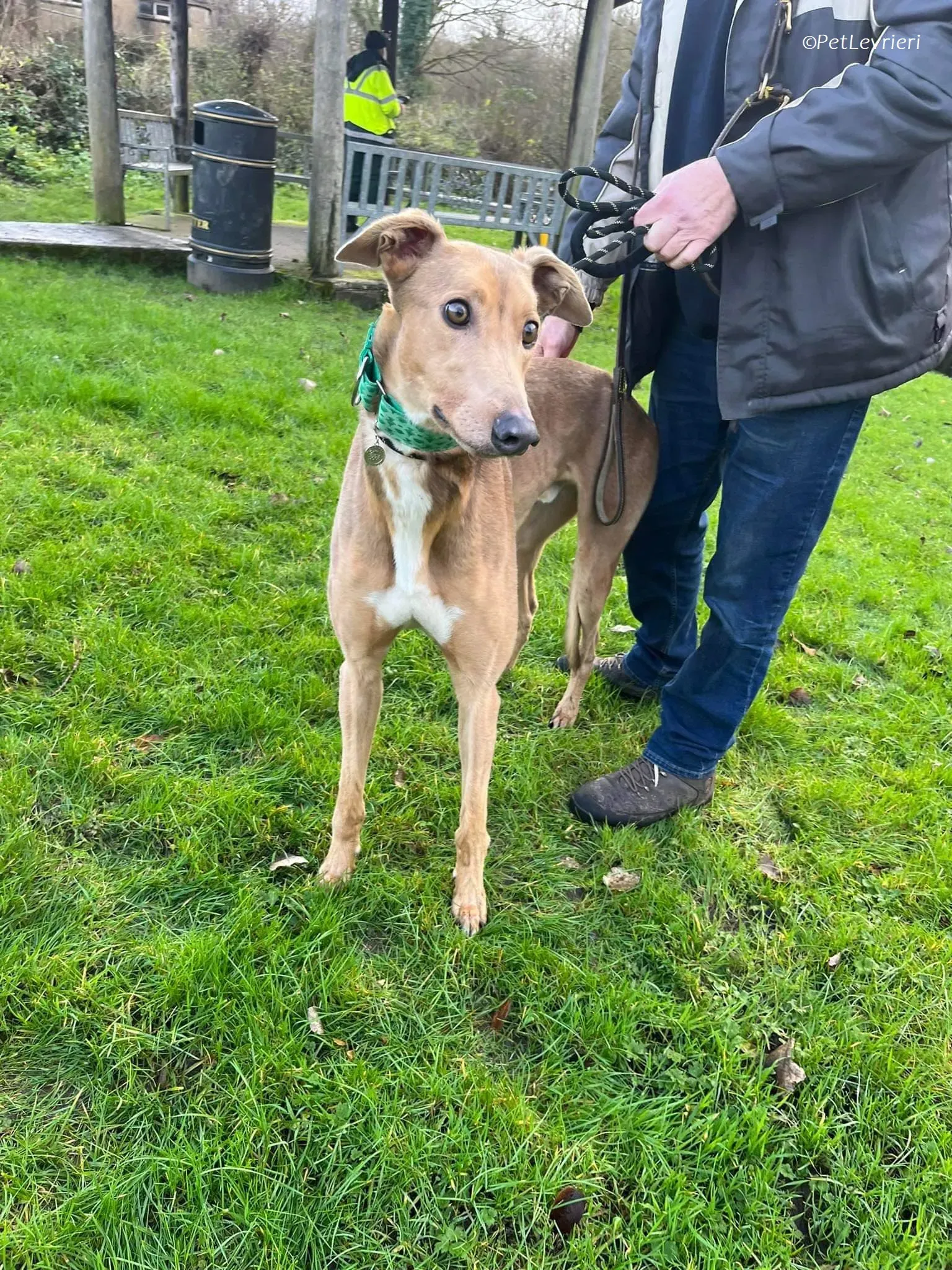Enea adozione levrieri greyhound 14