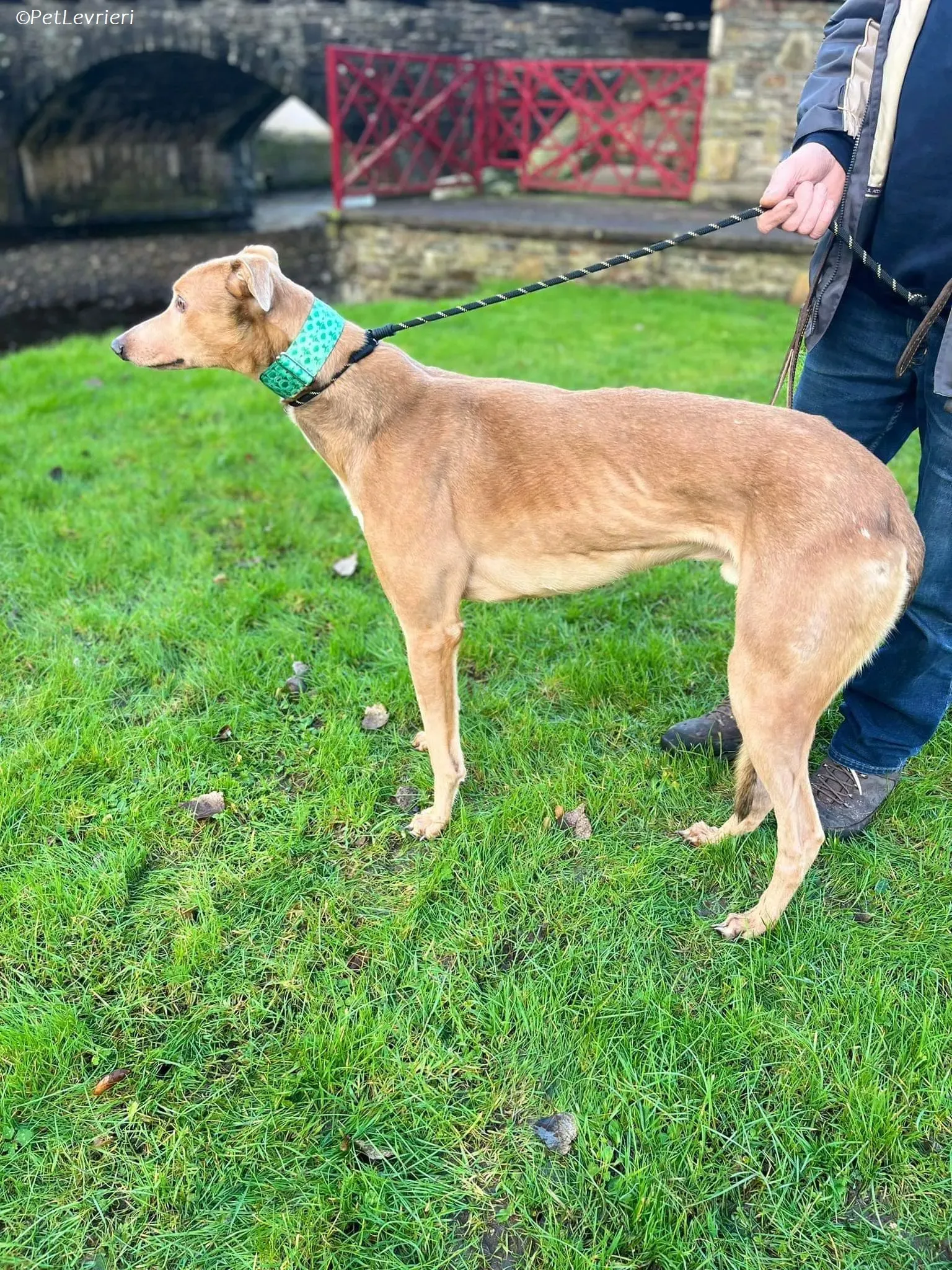 Enea adozione levrieri greyhound 15