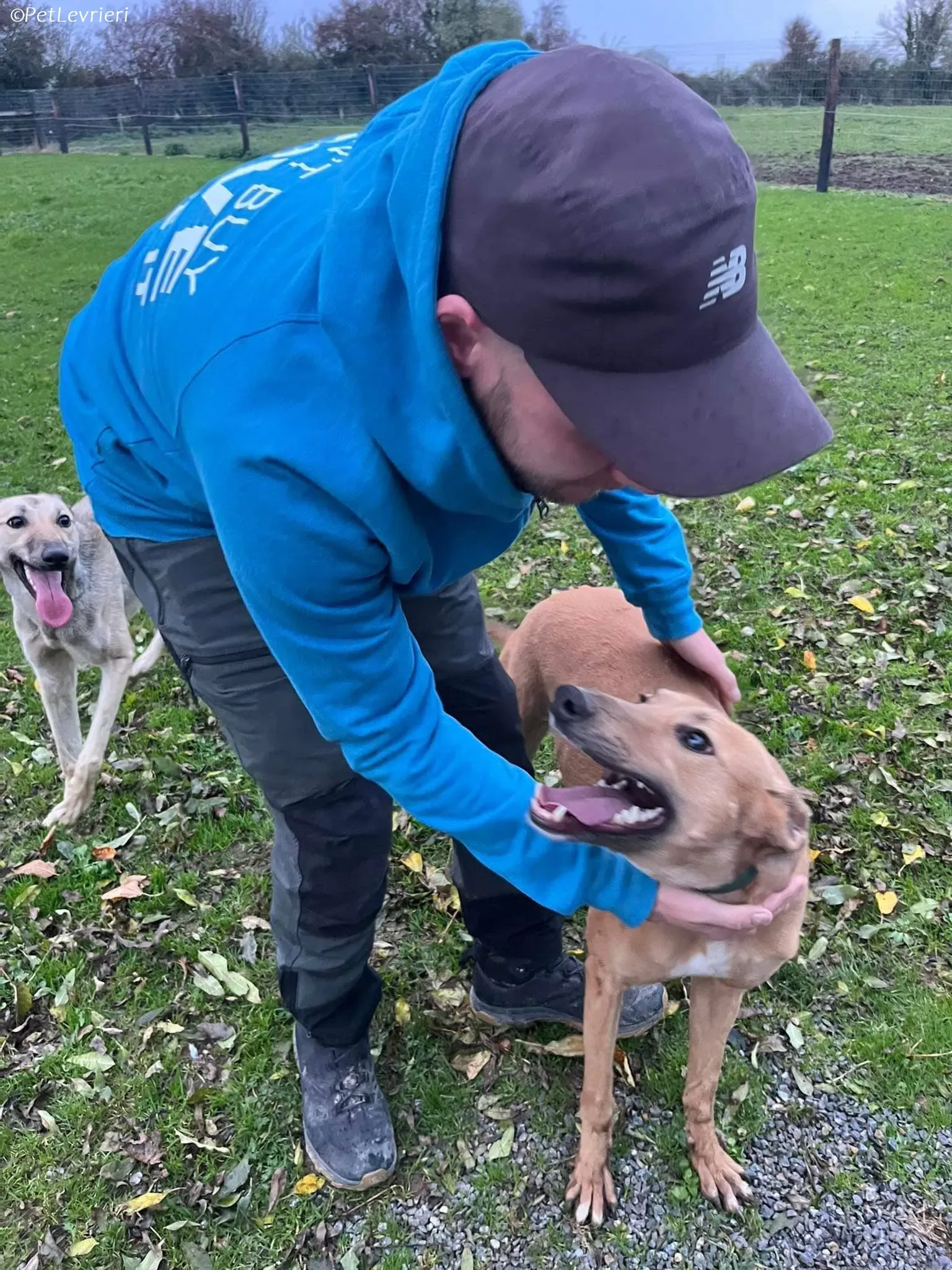 Enea adozione levrieri greyhound 16