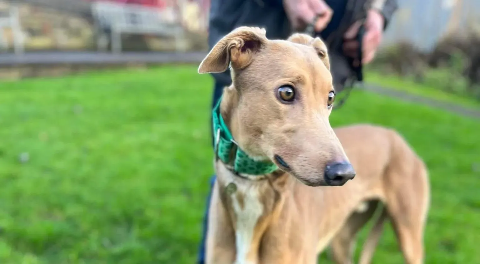 Enea adozione levrieri greyhound 2 e1702744957481